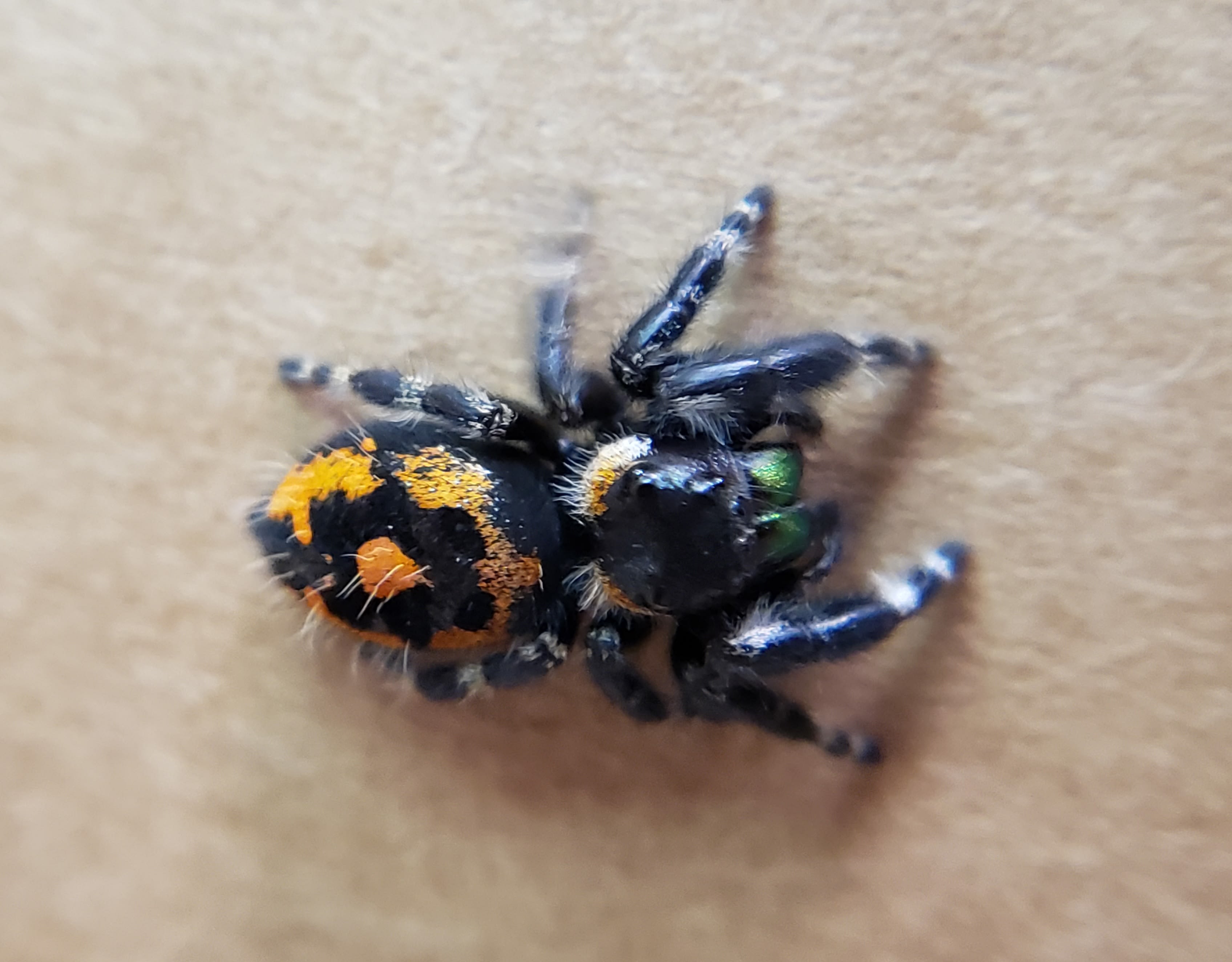 Fleecy jumping spider - SpiderSpotter