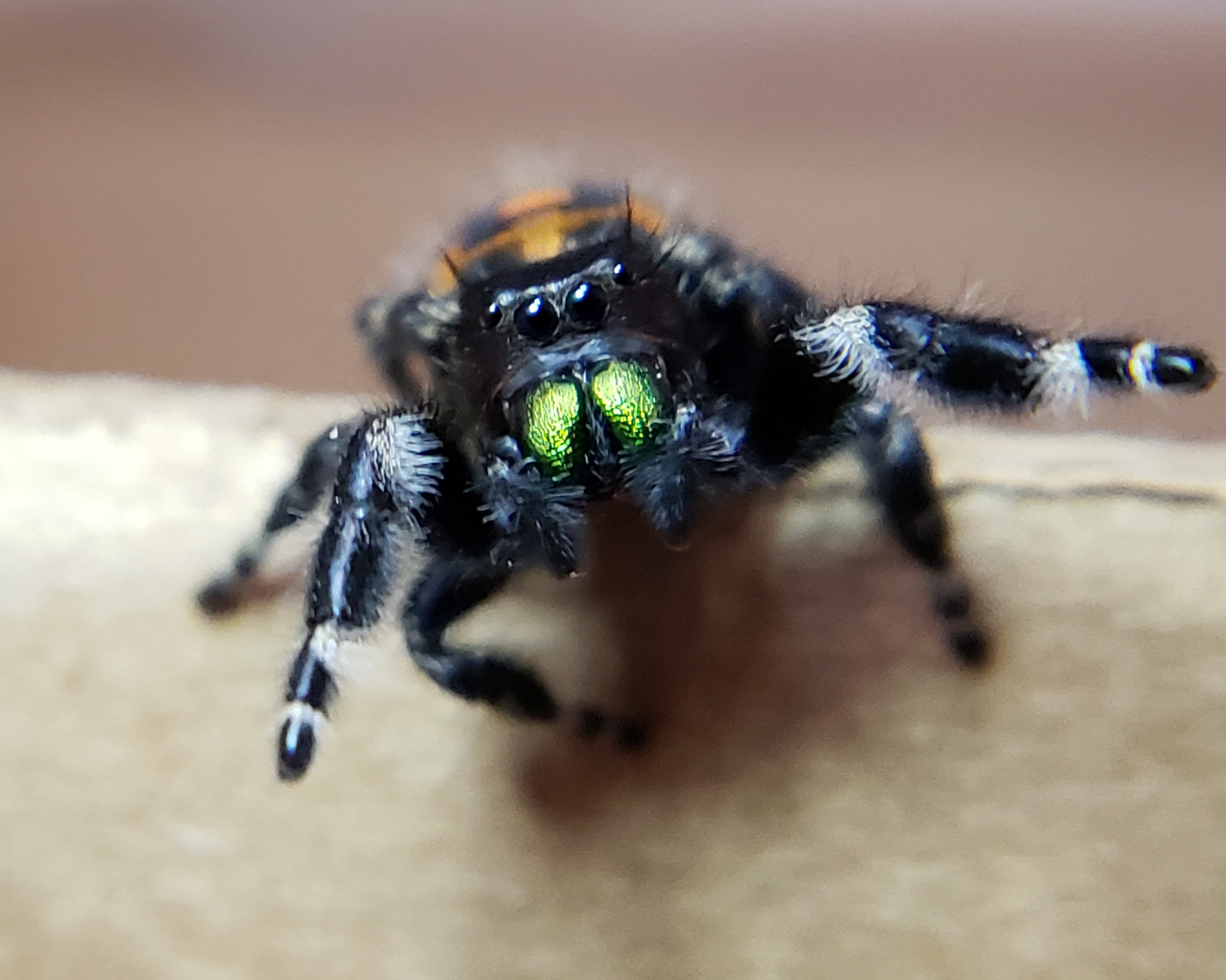 Fleecy jumping spider - SpiderSpotter