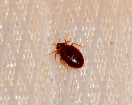 Bed Bugs Service - Pests - StrongArm Pest Control Inc. - Professional ...