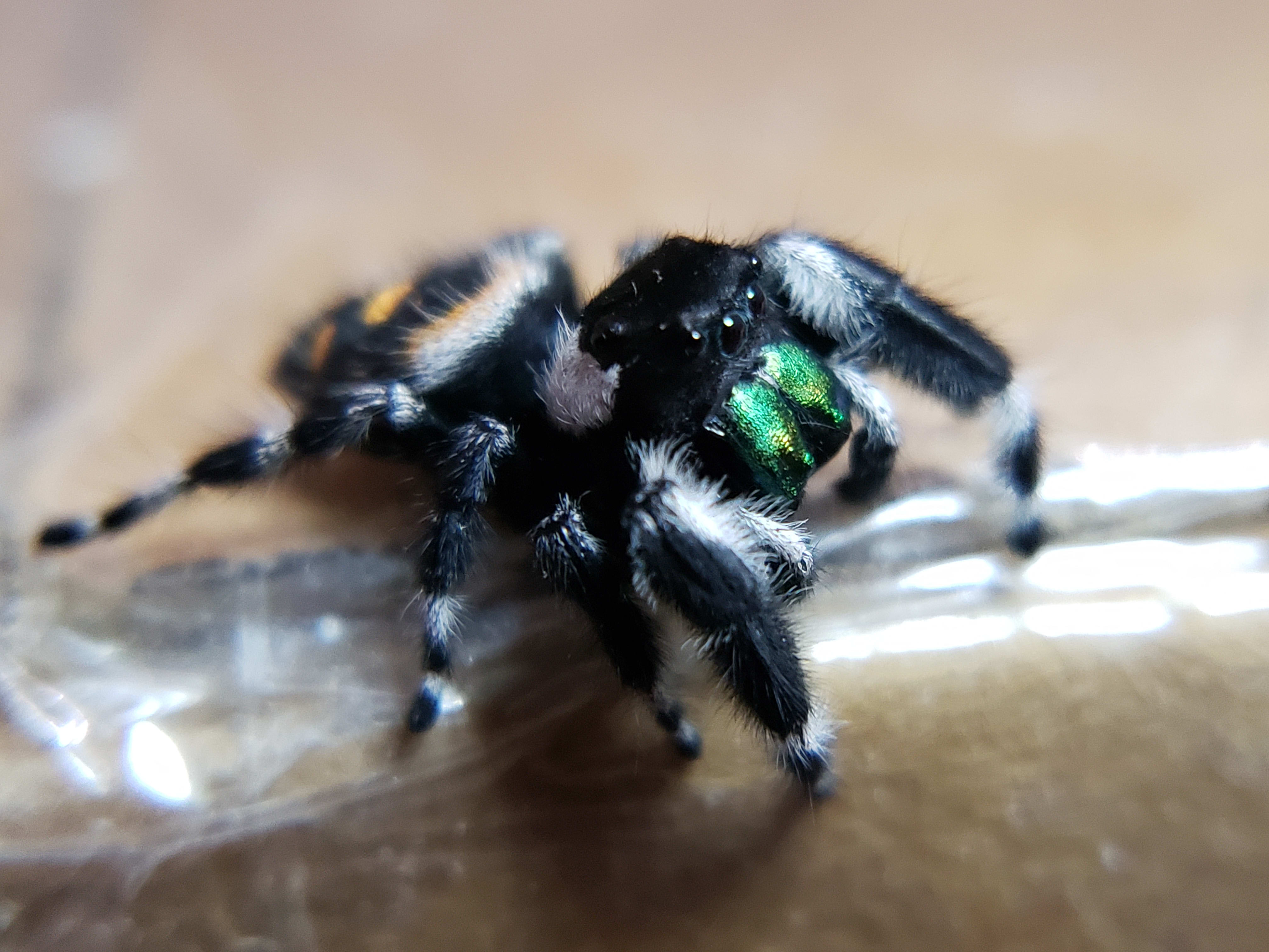 Jumping Spiders For Sale - Affordable Shipping - Phidippus Regius – Spiders  Source, jumping spider 