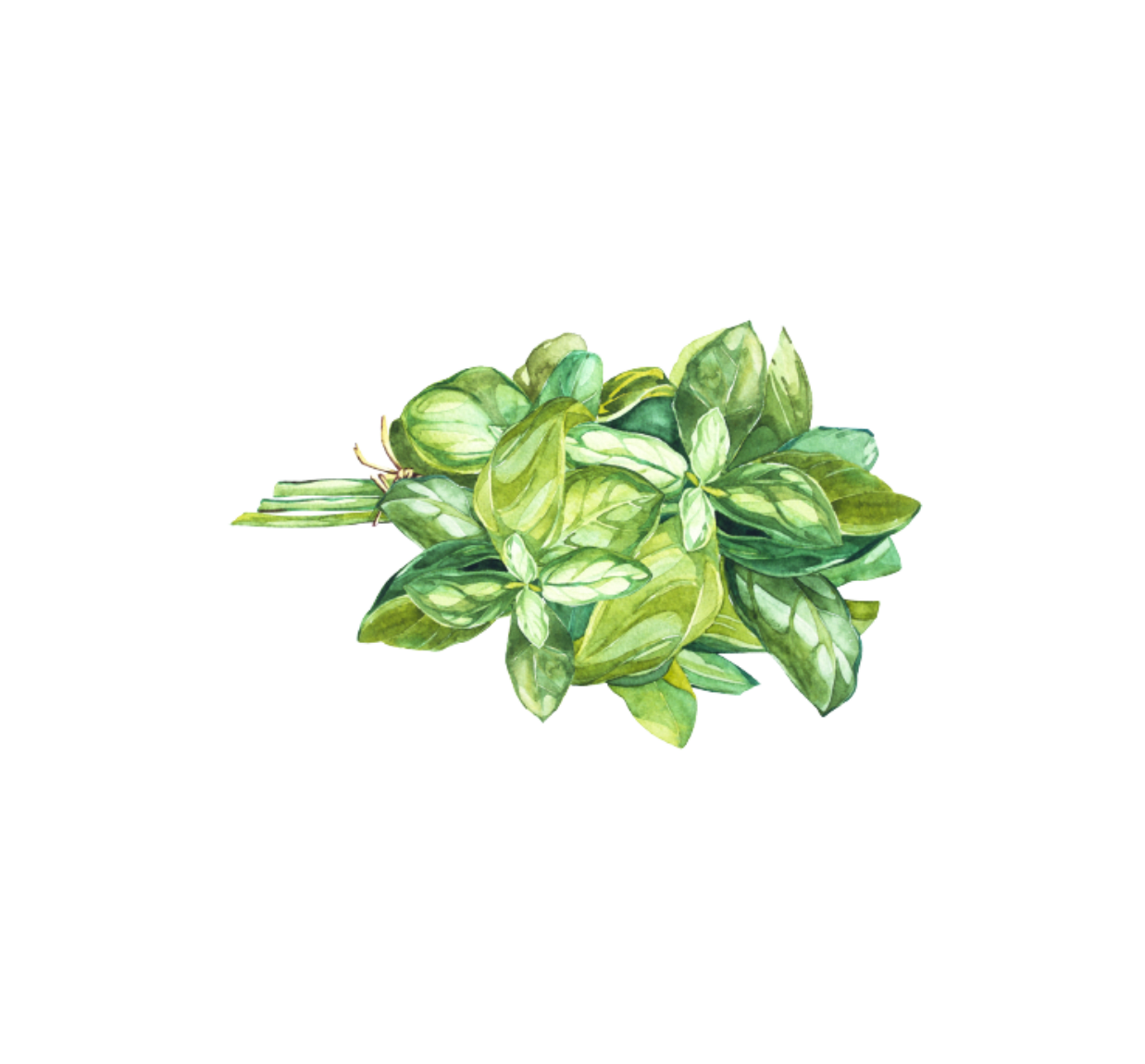 Sweet Basil Herbs Tea Time Tea and Herbs Store in Glasgow