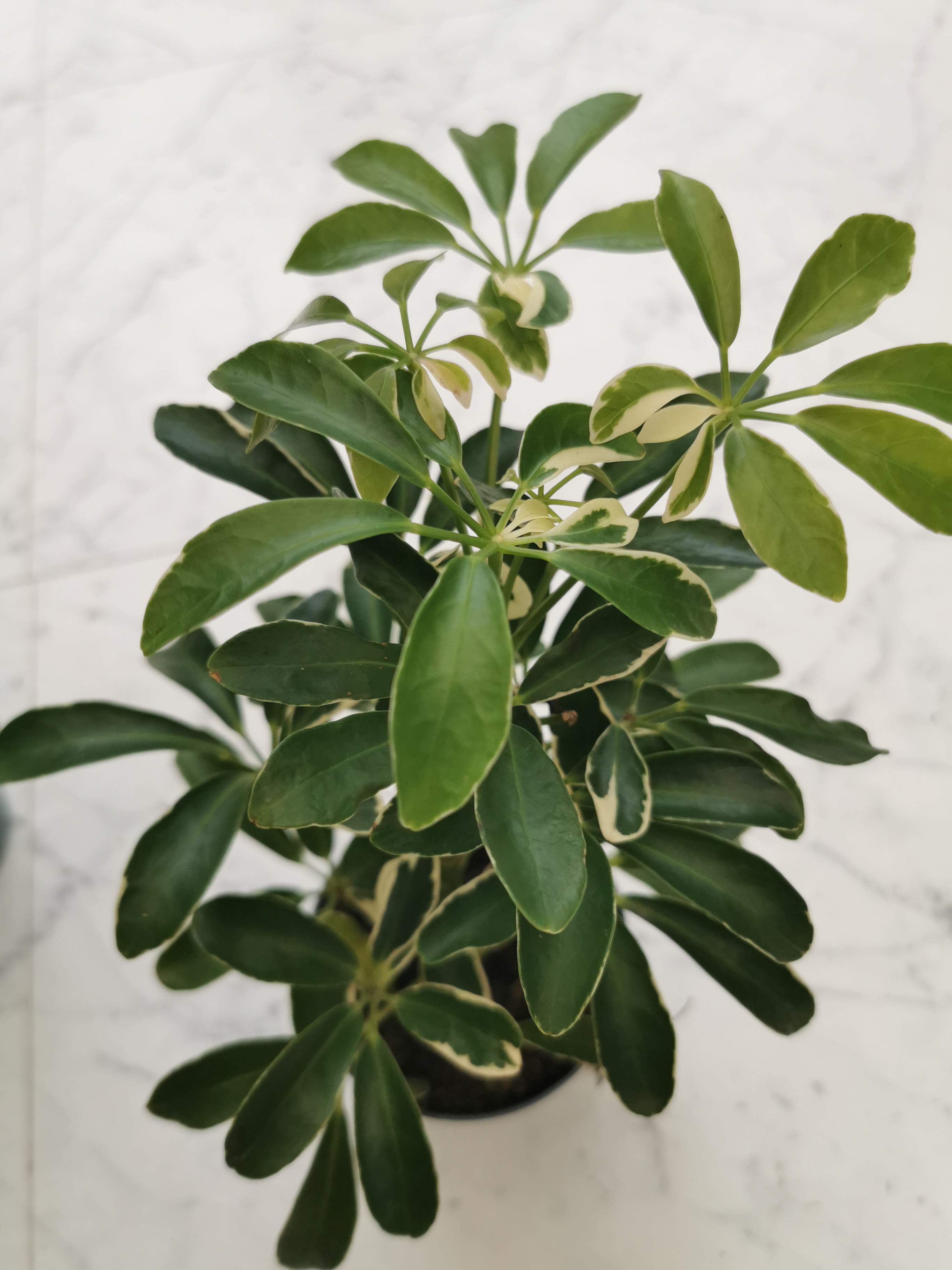 Schefflera Moondrop - Plants - S R Plants | Bristol Plants E-commerce