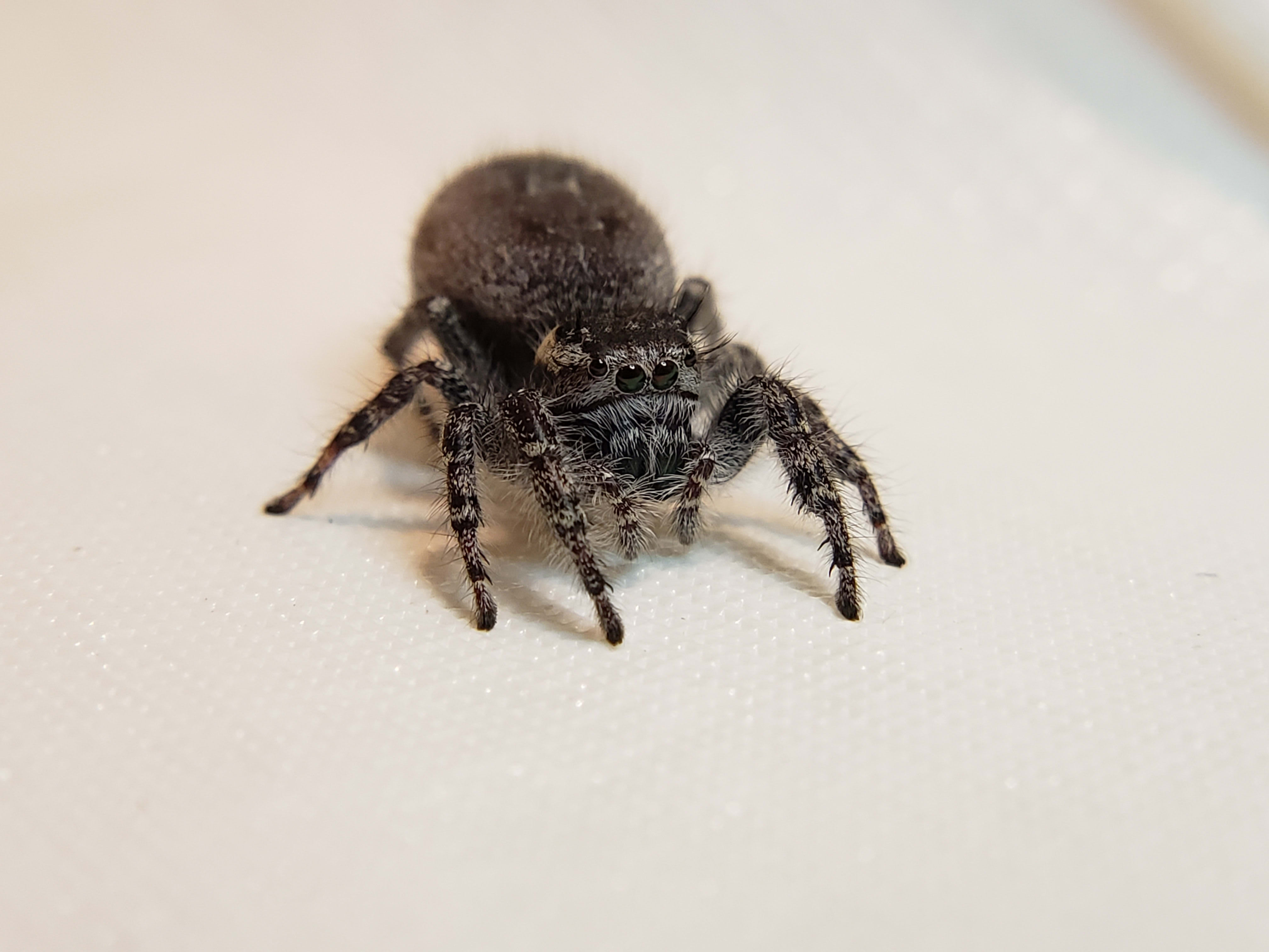 Jumping Spider 11.5 (6556)