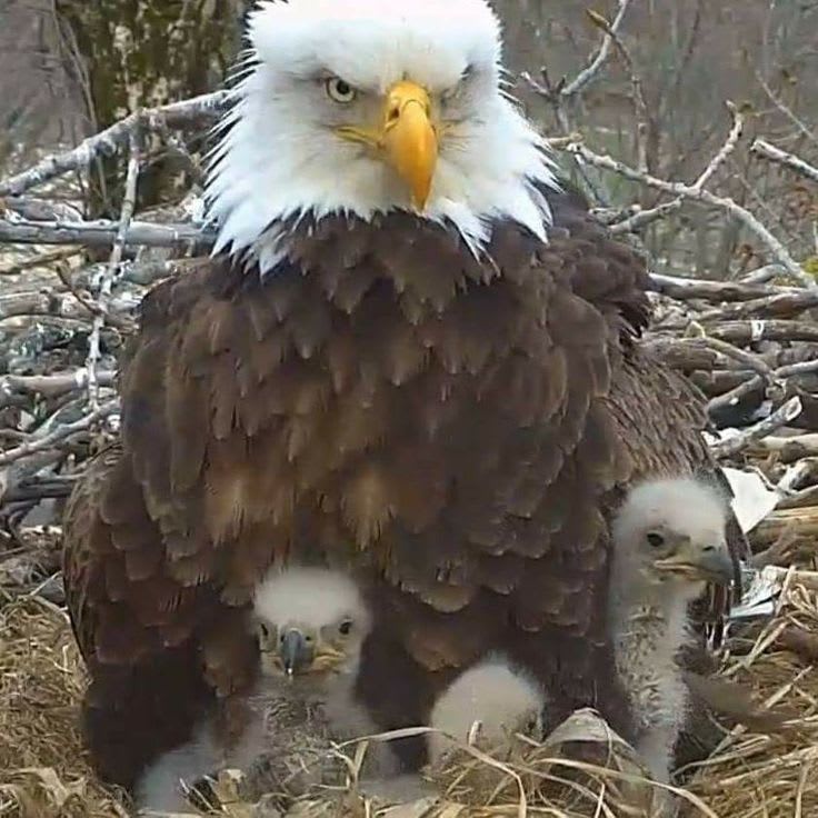 Wings of Protection