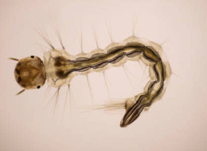 Mosquito larvicide treatment - Pests - StrongArm Pest Control Inc