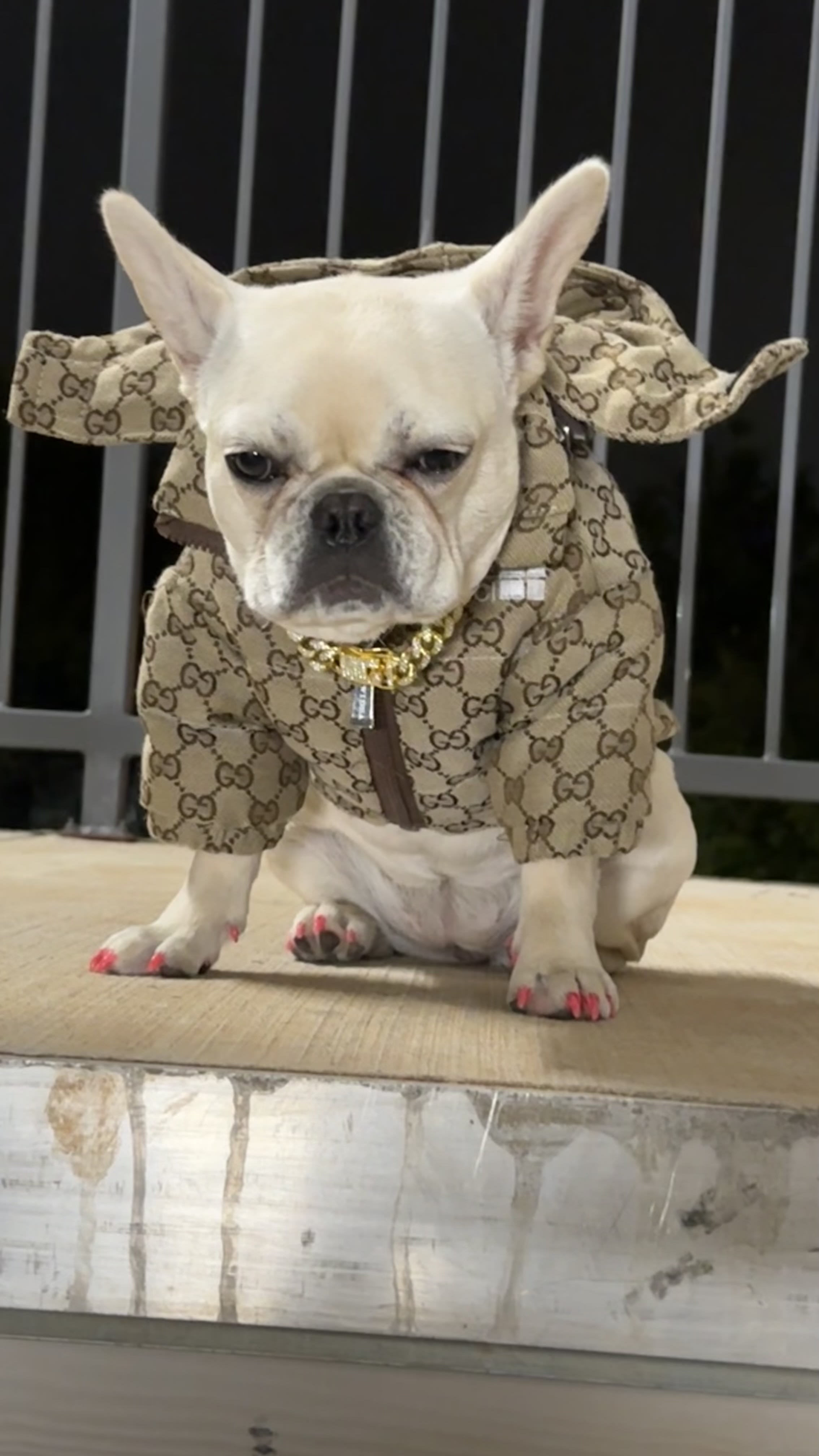 French bulldog 2024 gucci clothes