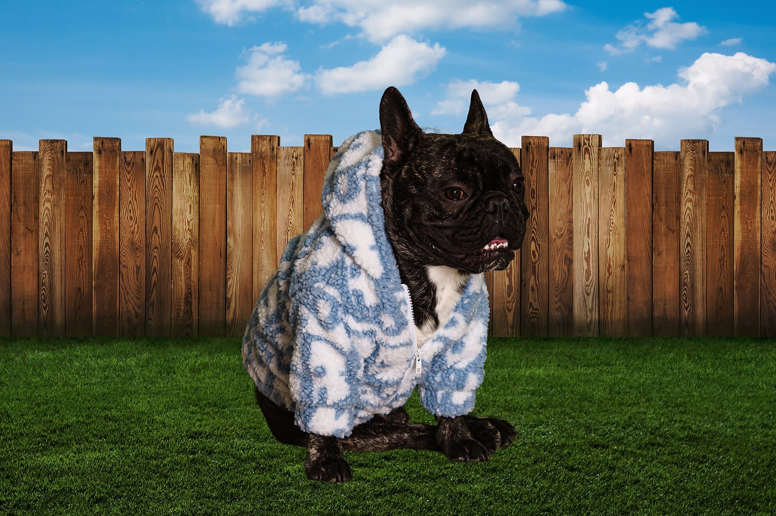 Dior Blue Jacket - Jackets - 6215 Frenchies | Dog Breeder & Dog Wear Store | Oklahoma