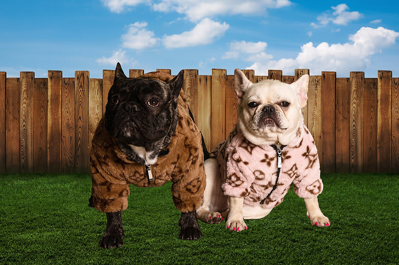 LV Dog Summer Jacket – Purrfect Puppy