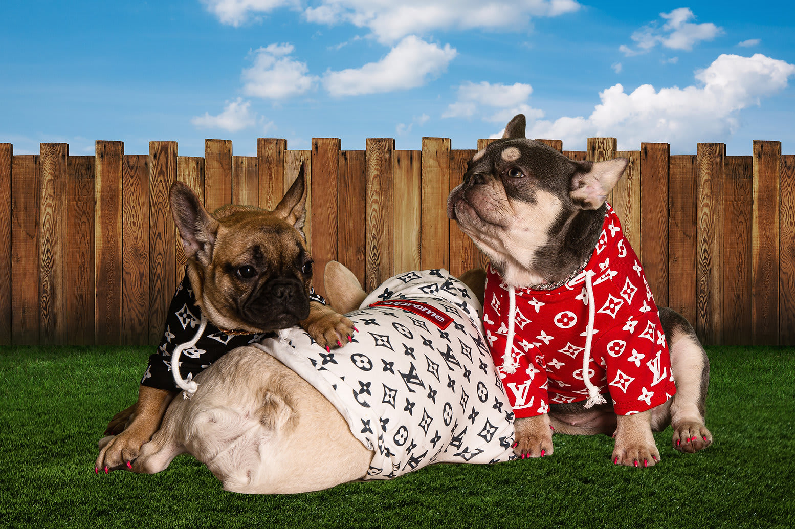 PuppyVuitton Hoodie - Jackets - 6215 Frenchies, Dog Breeder & Dog Wear  Store
