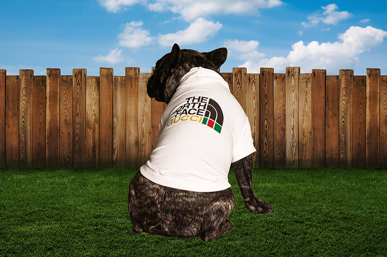 Nawf Pucci Shirt - Dog Shirts - 6215 Frenchies | Dog Breeder & Dog