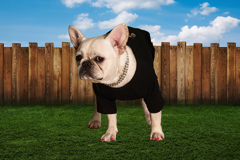 Puppy Vuitton Jacket - Jackets - 6215 Frenchies, Dog Breeder & Dog Wear  Store