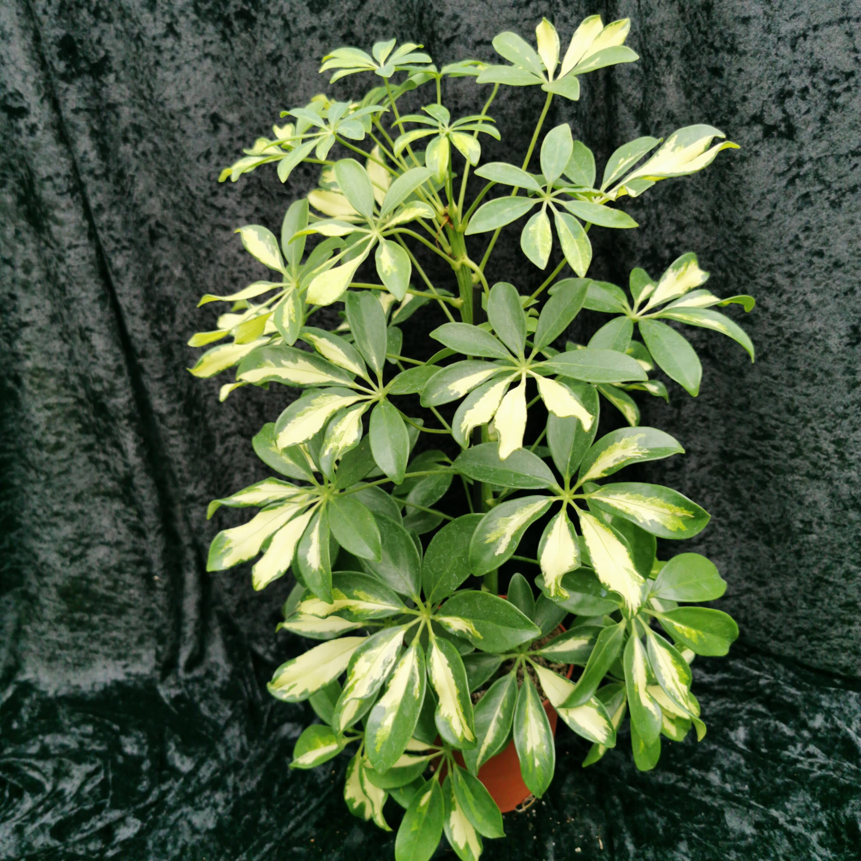 Schefflera Gerda - Rarer plants - S R Plants | Bristol Plants E-commerce