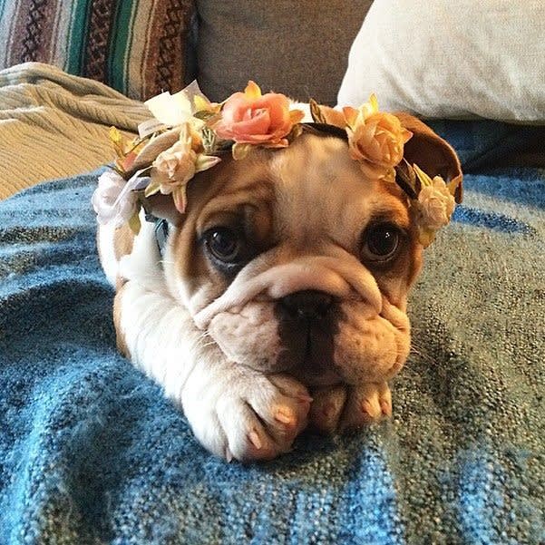 Puppy Love Pet Grooming Pet Grooming Services Mesa Puppy love pet grooming pet grooming services mesa