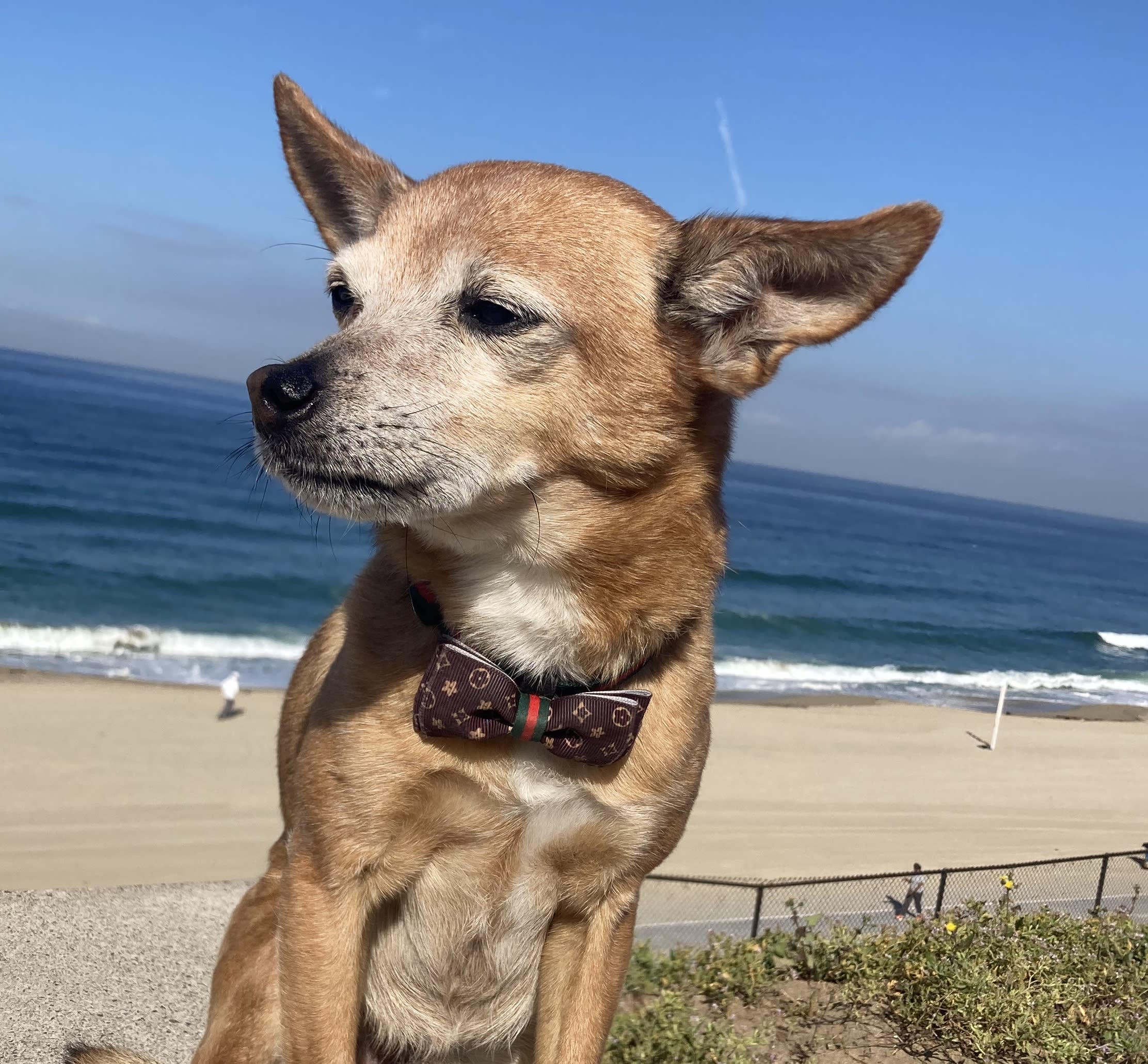 The “Louie” Bow Tie Pet Collar - Collars - Seashore Fur Babies | Beach Side  Pet Boutique | Redondo Beach
