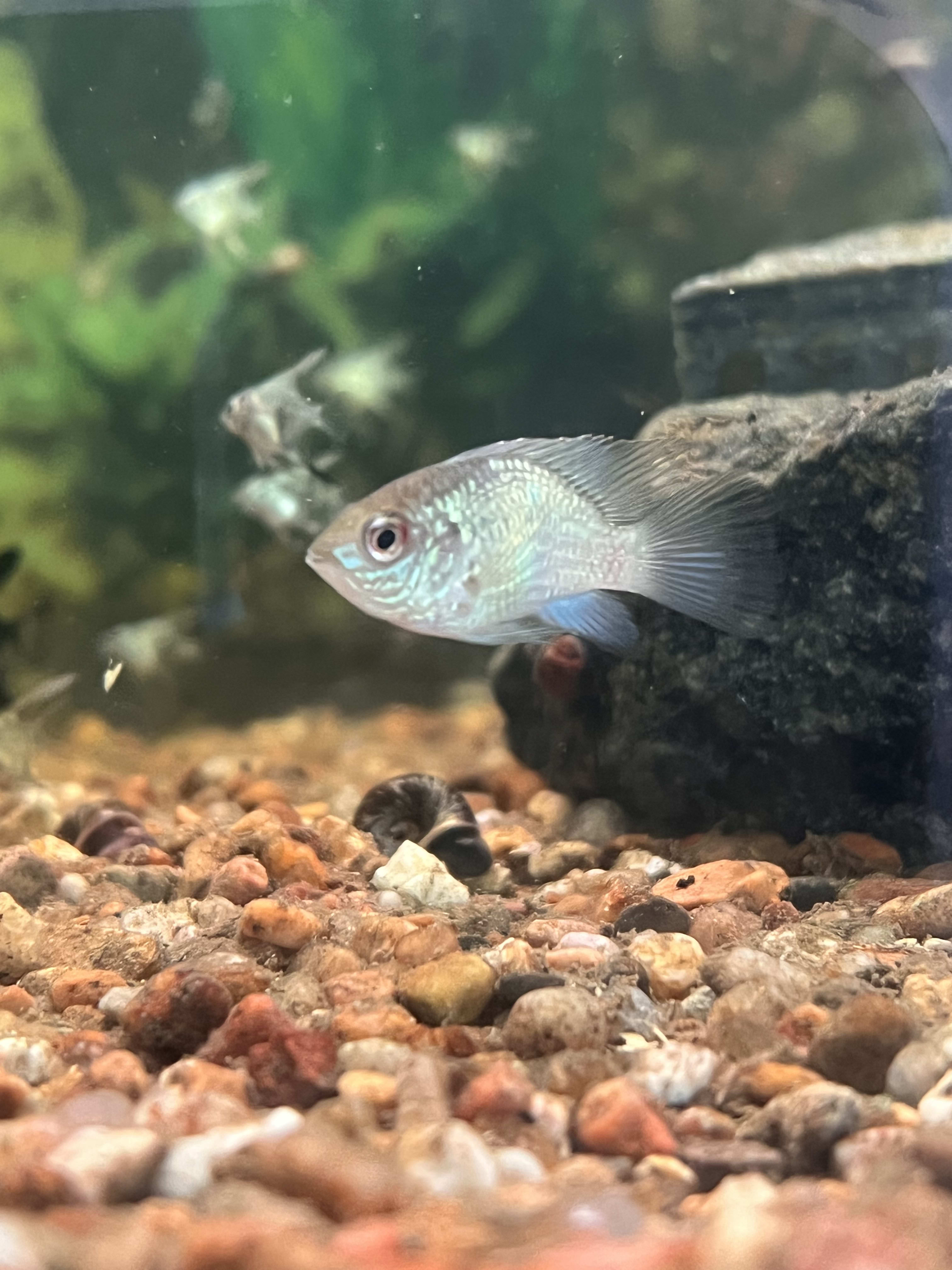 Electric Blue Acara - Juvenile - South American Cichlids - Tank Buddies ...