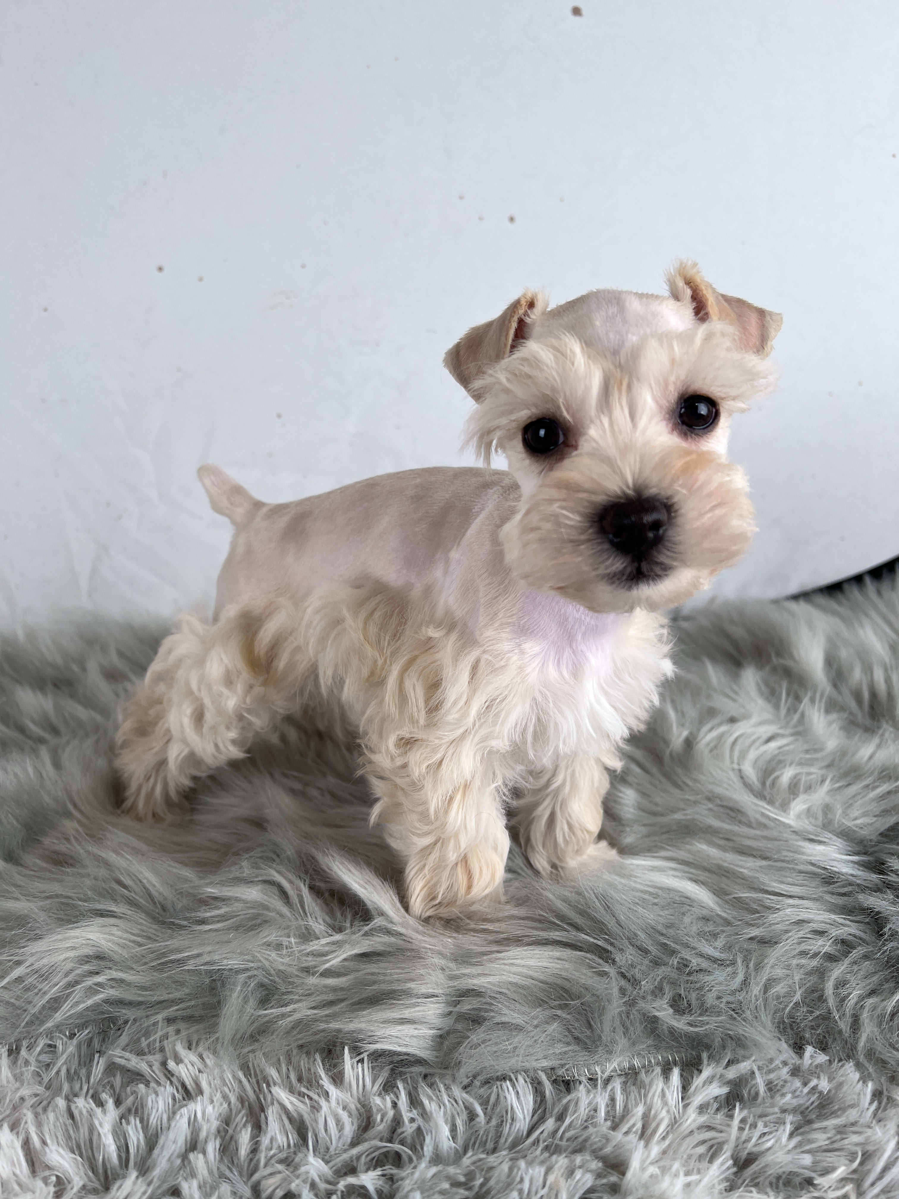 Toy schnauzer puppies hotsell for sale near me