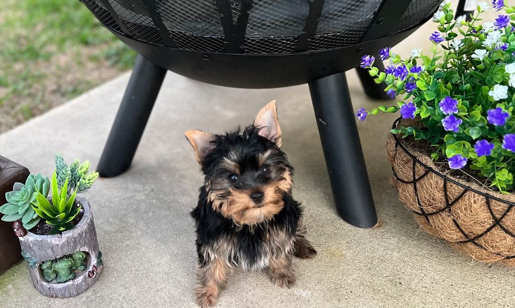 Tru Luv Yorkies Yorkshire Terrier Breeder in Dayton