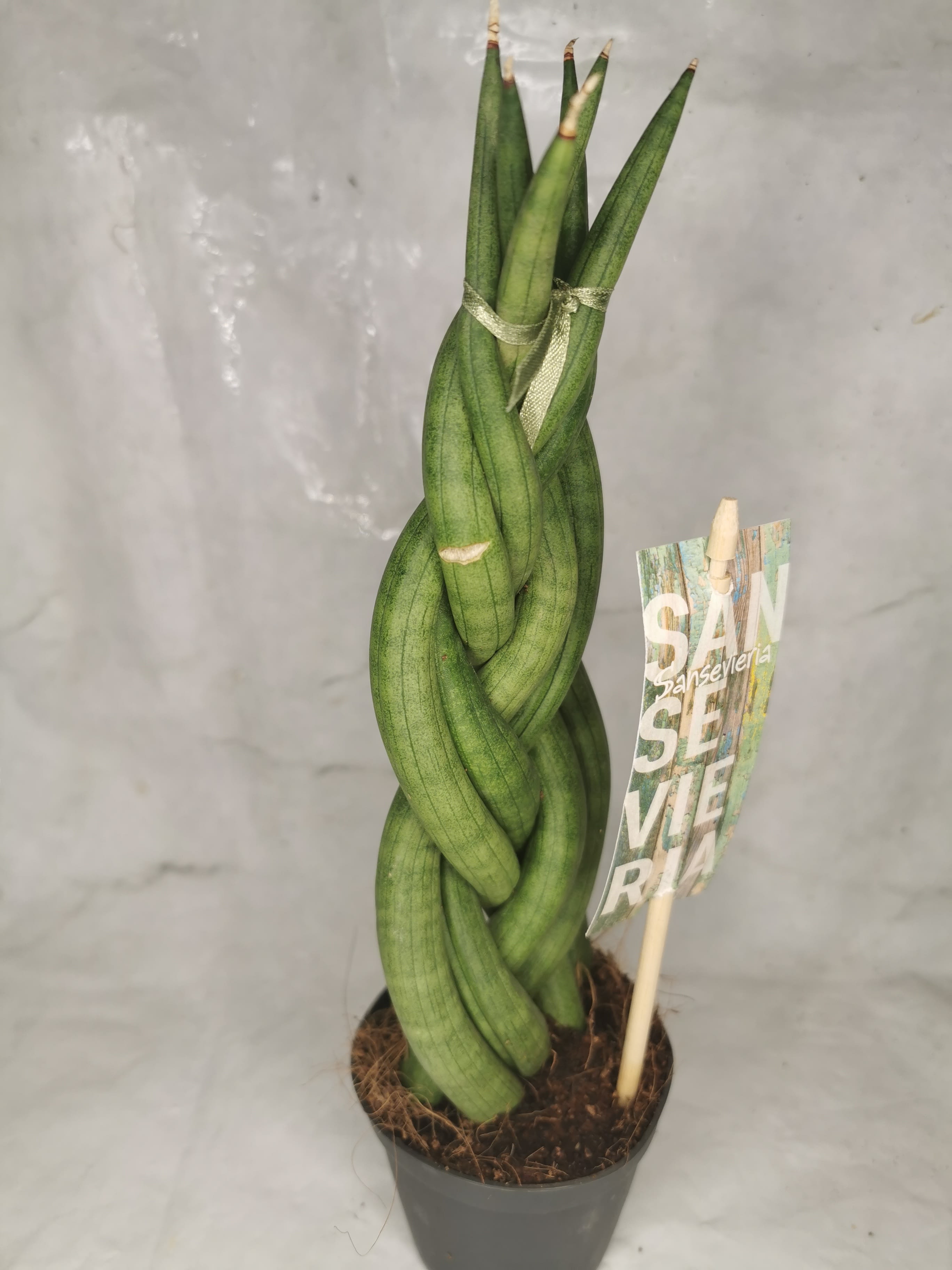 Sansevieria Snake twister - Rarer plants - S R Plants