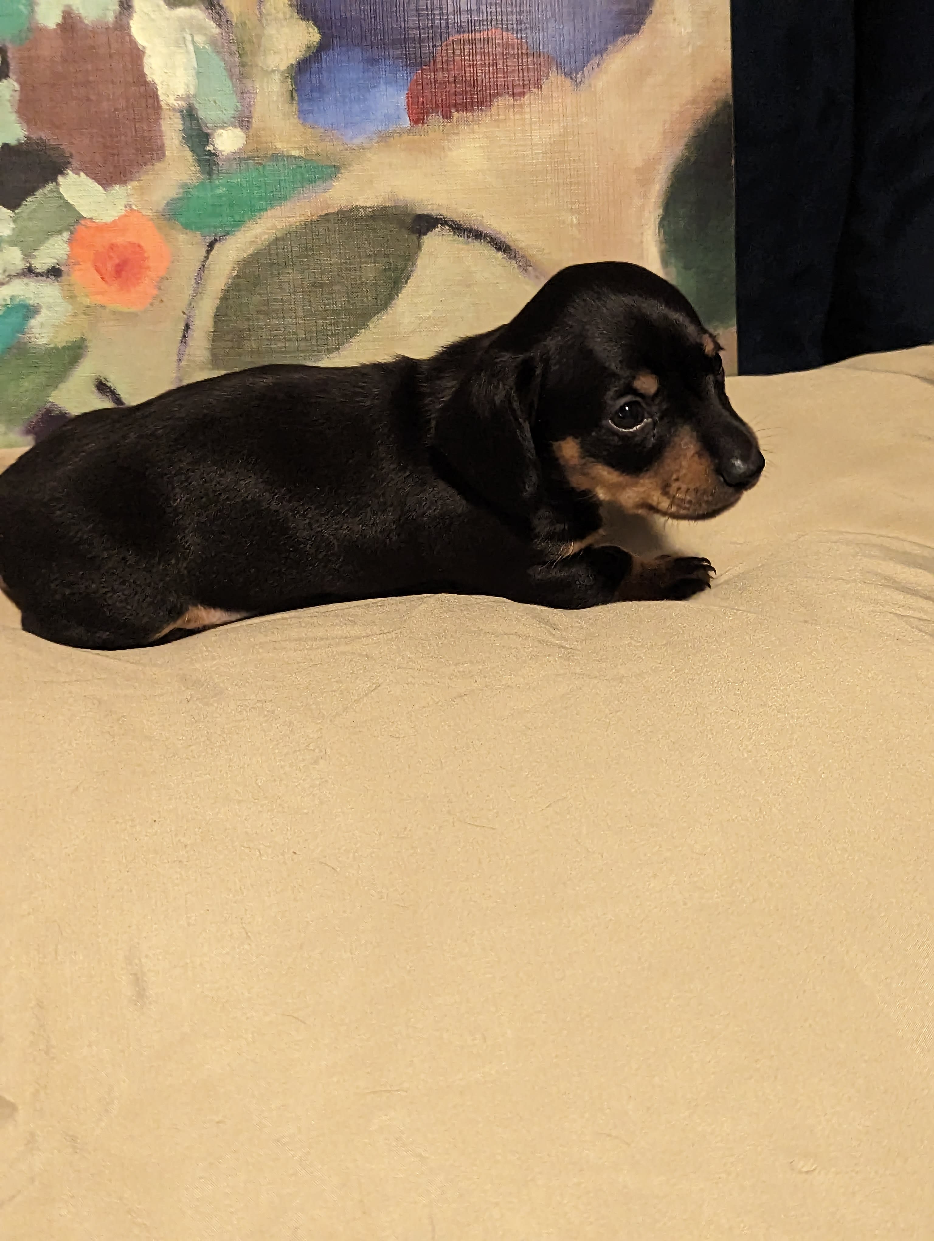 Dachshund Small Animal Black & Tan Dapple Piebald Shorthair ID