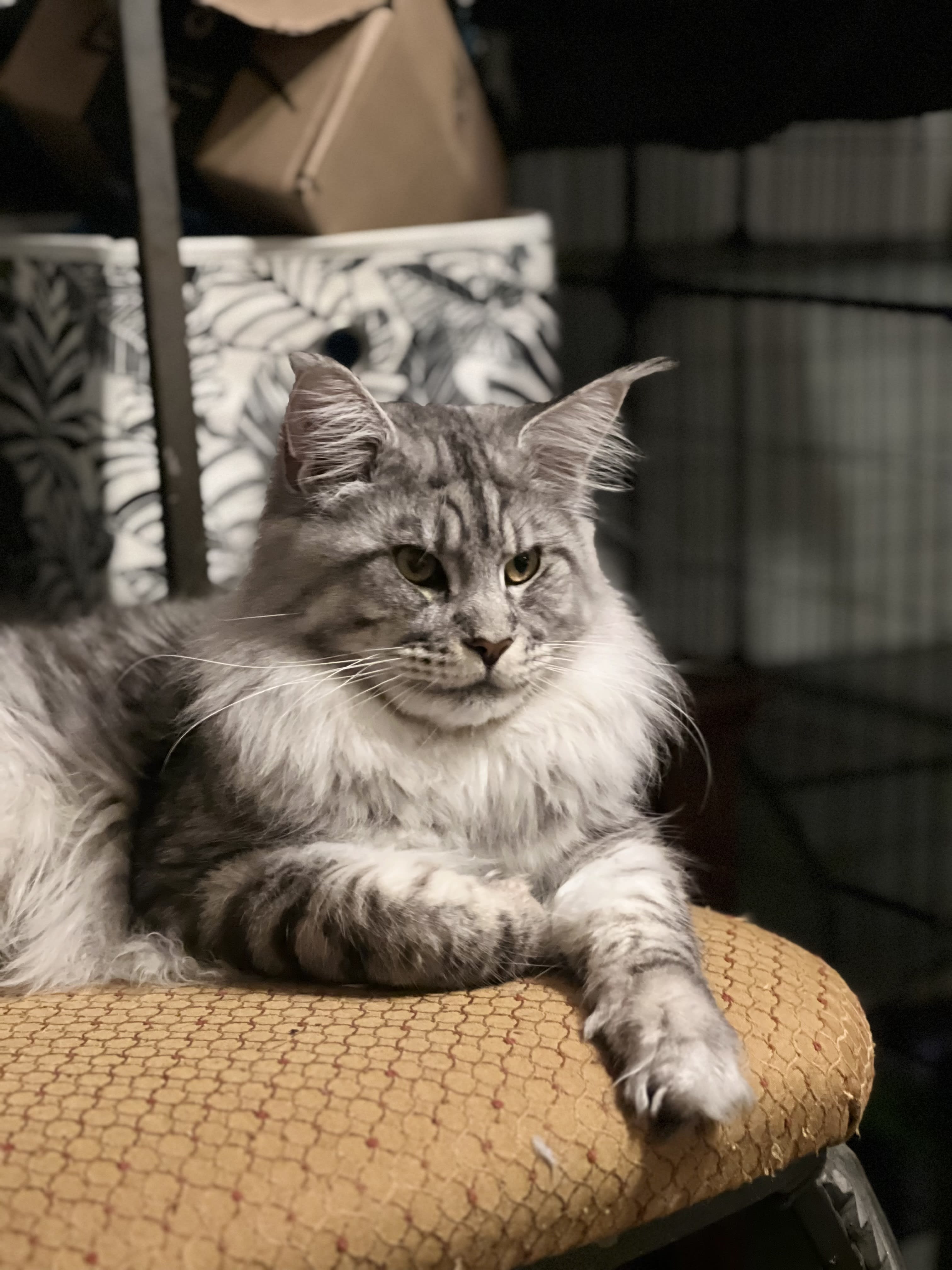 Kittens - Mainecoon Cattery - Lil Moon Lions 