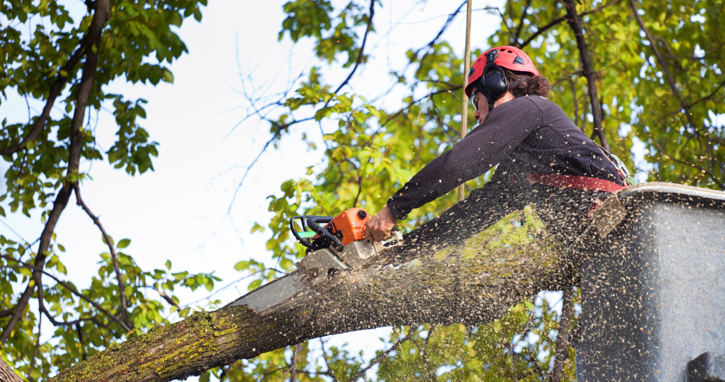 Southern Arborists | Tree Service | Fairview