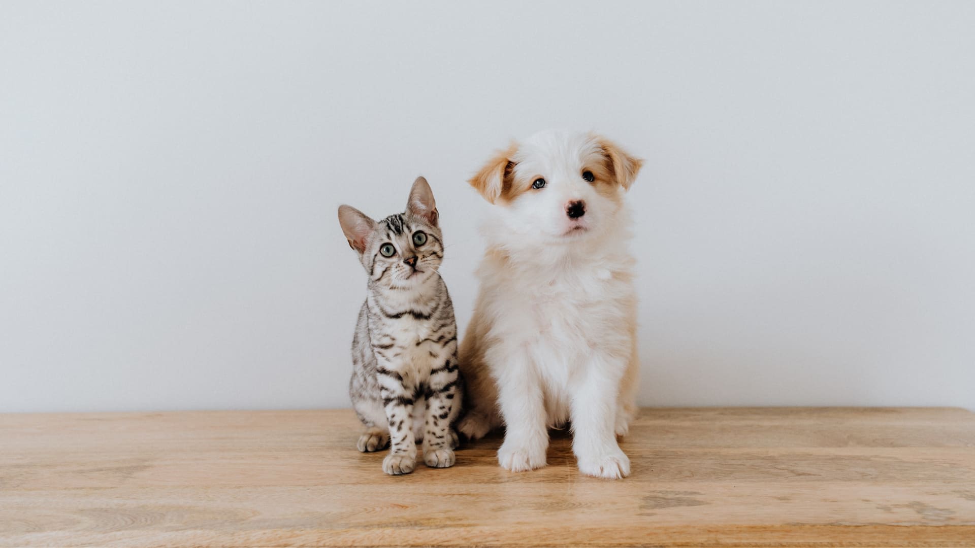 House Pets n' Stuff - Pet store in Salt Lake City