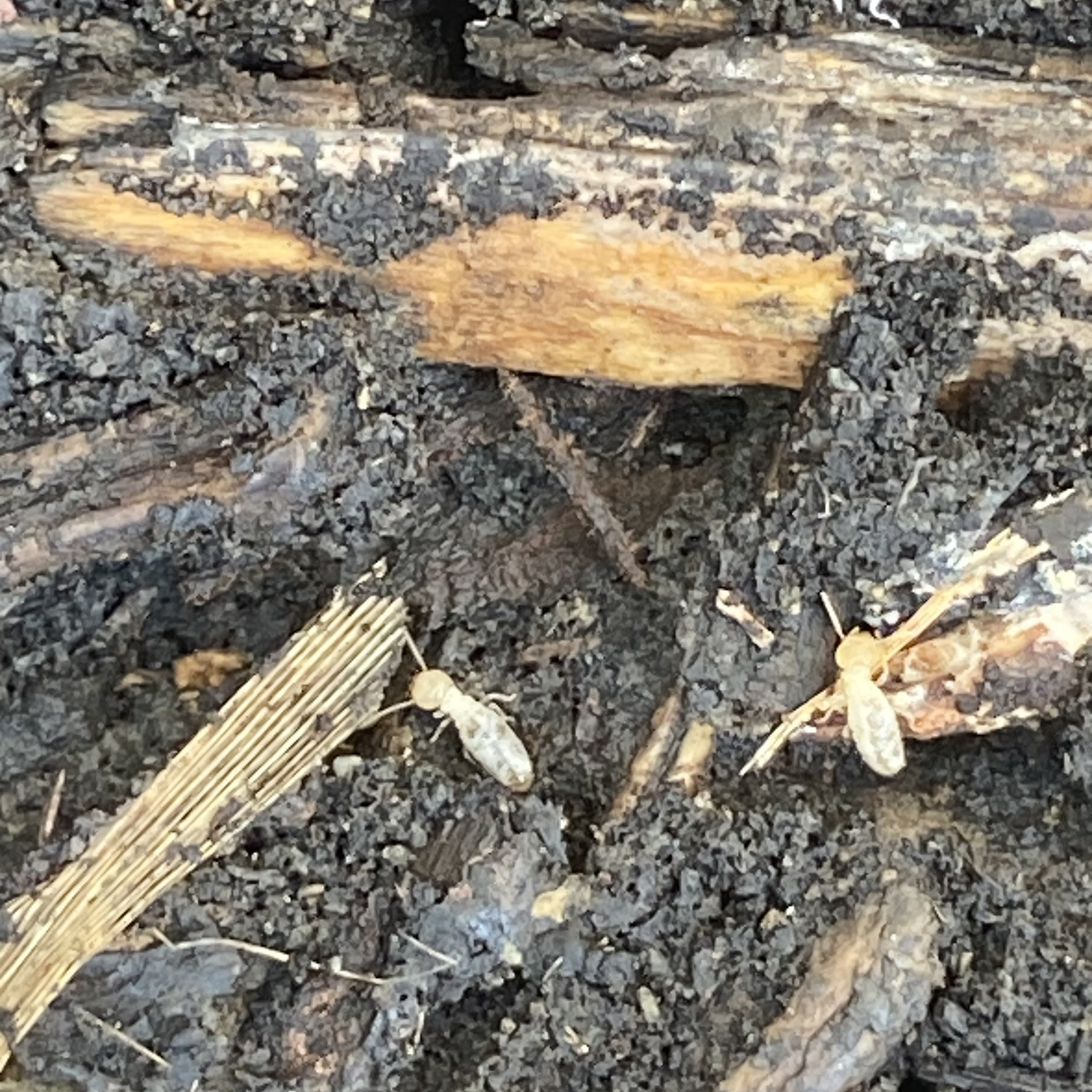 Termite - Pests - StrongArm Pest Control Inc. - Professional Pest