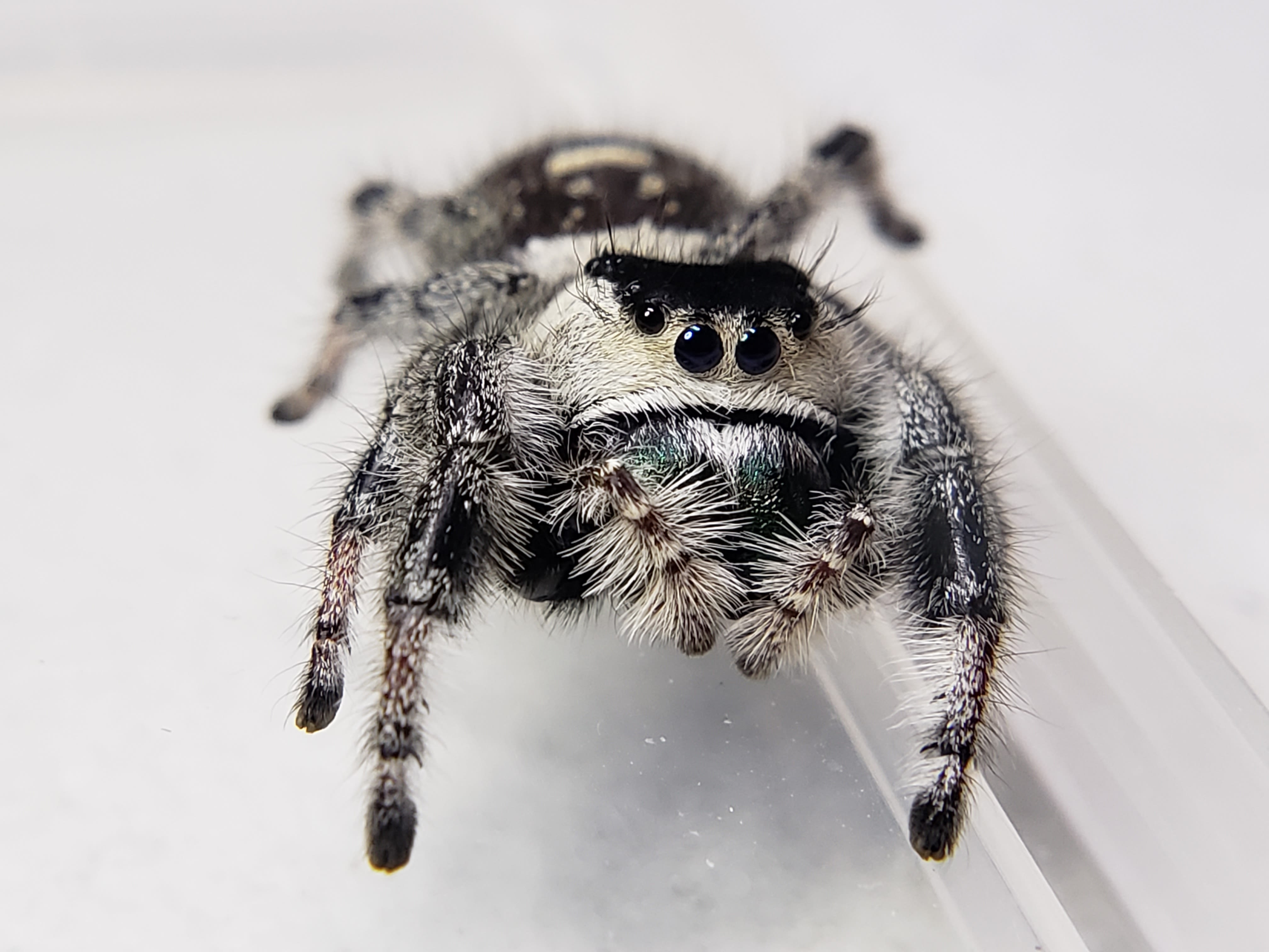 Jumping Spider (Phidippus sp.) about 5 cm long and 1.5 com wide-1