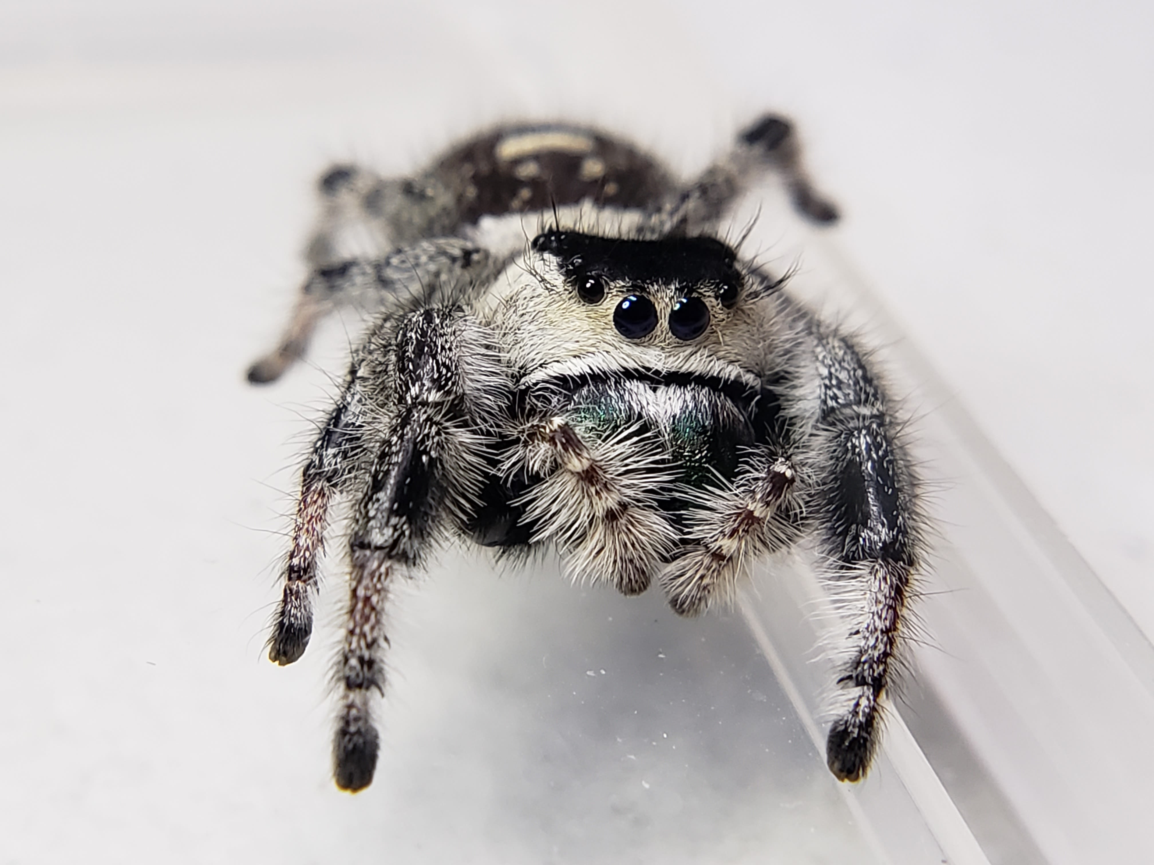 Sub-Adult Male Regal Jumping Spider