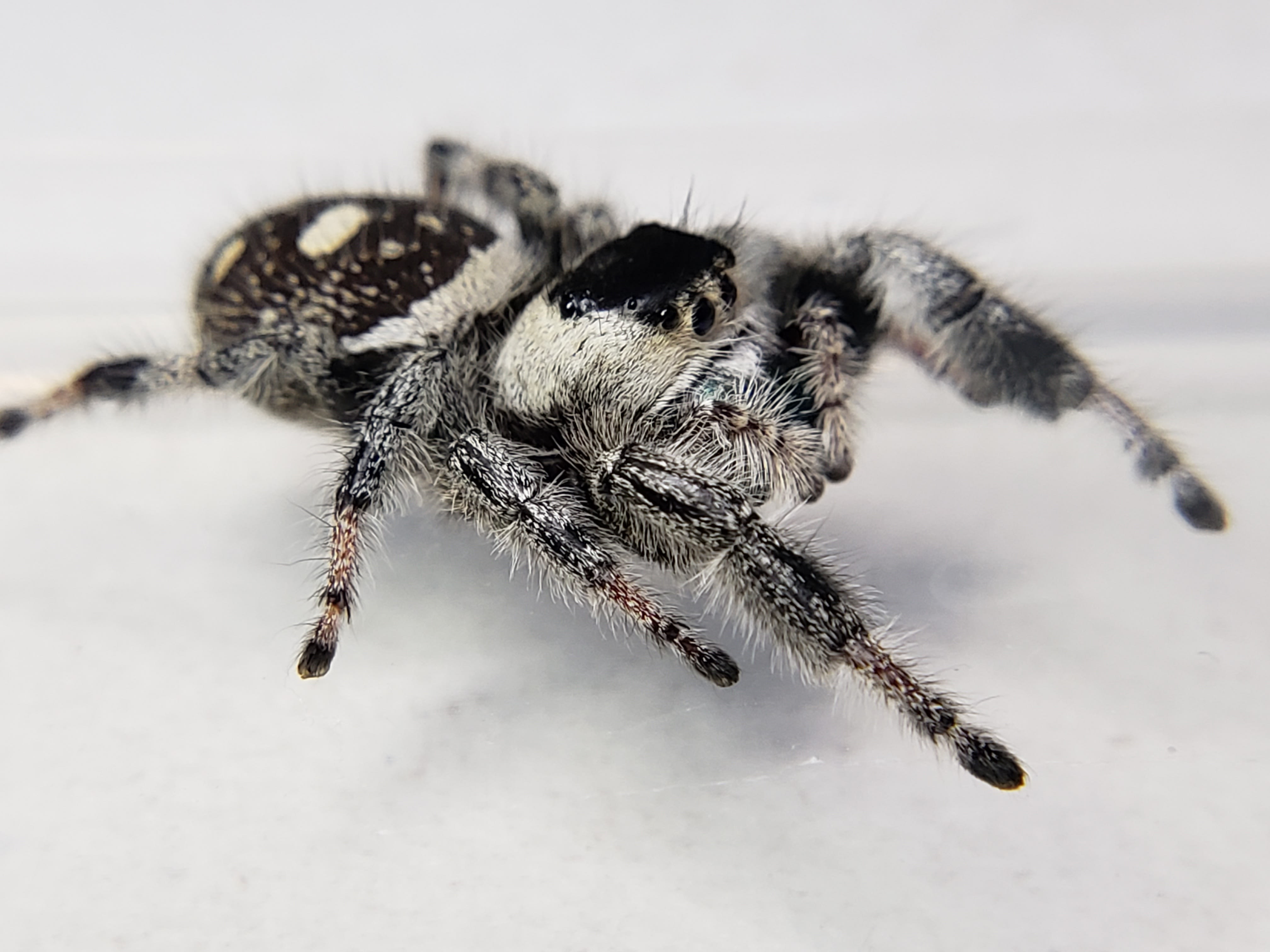 regal jumping spider 5i+ GREEN chelicerae – Marshall Arachnids