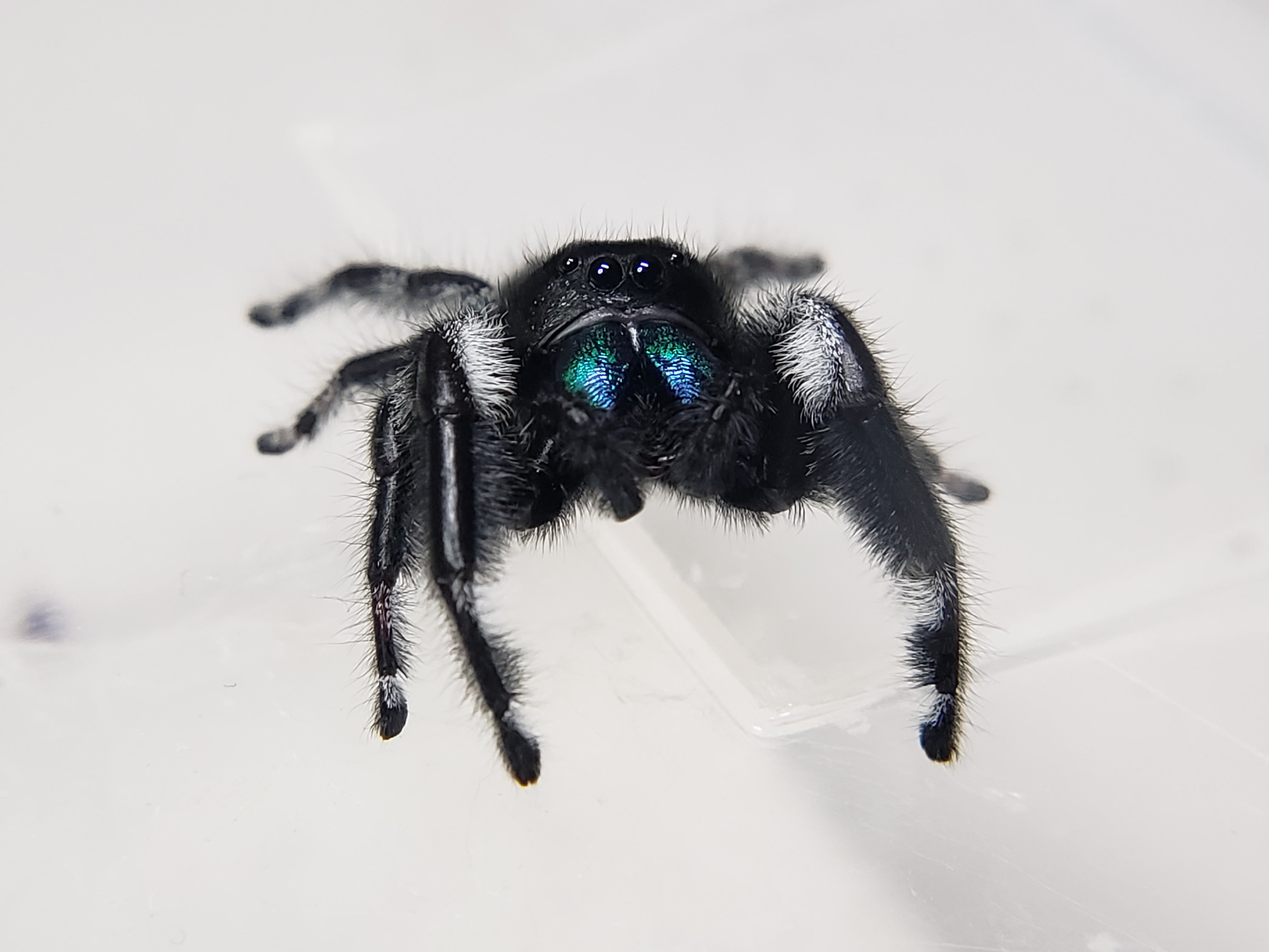 regal jumping spider 5i+ GREEN chelicerae – Marshall Arachnids