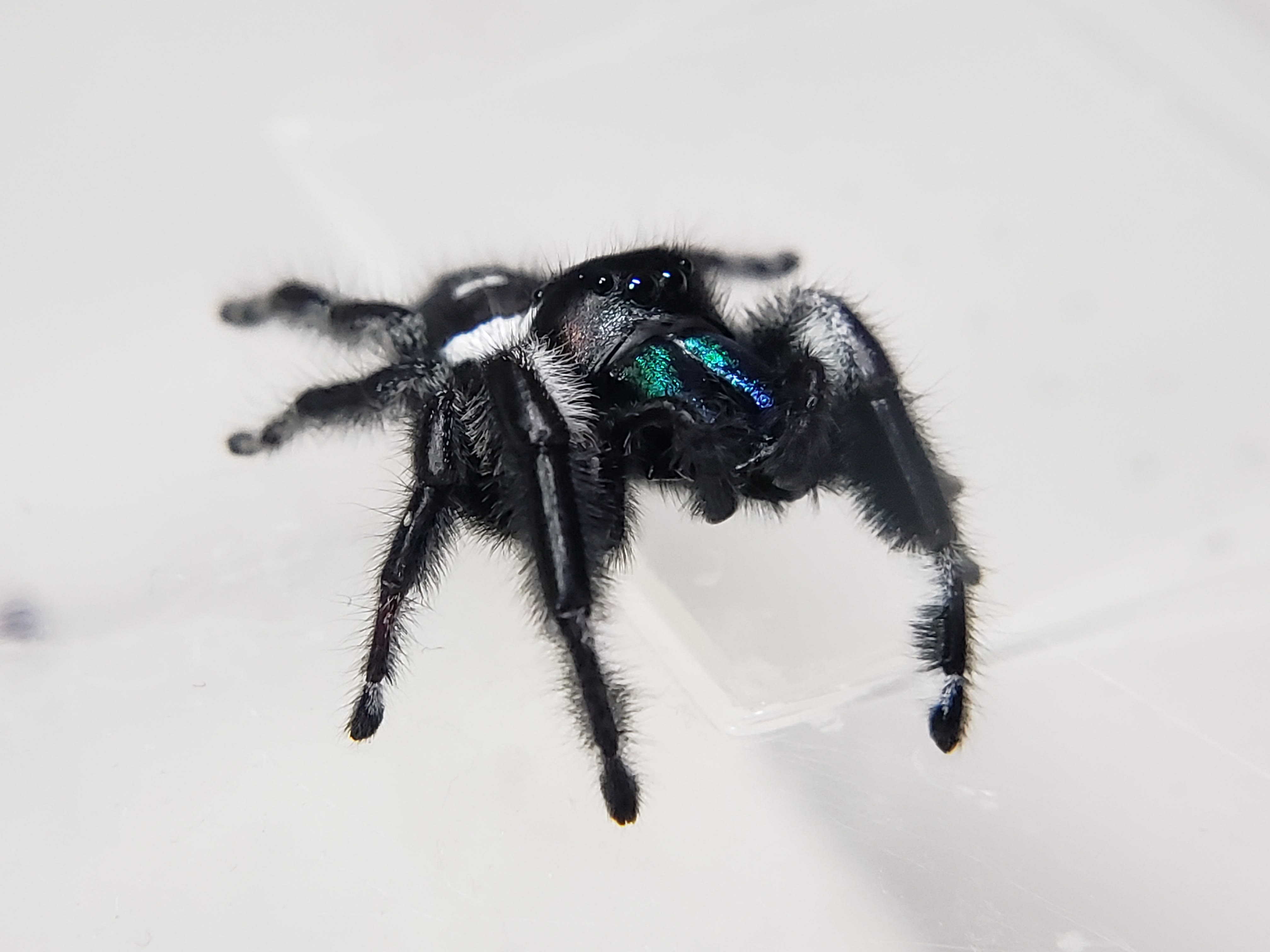 regal jumping spider 5i+ GREEN chelicerae – Marshall Arachnids