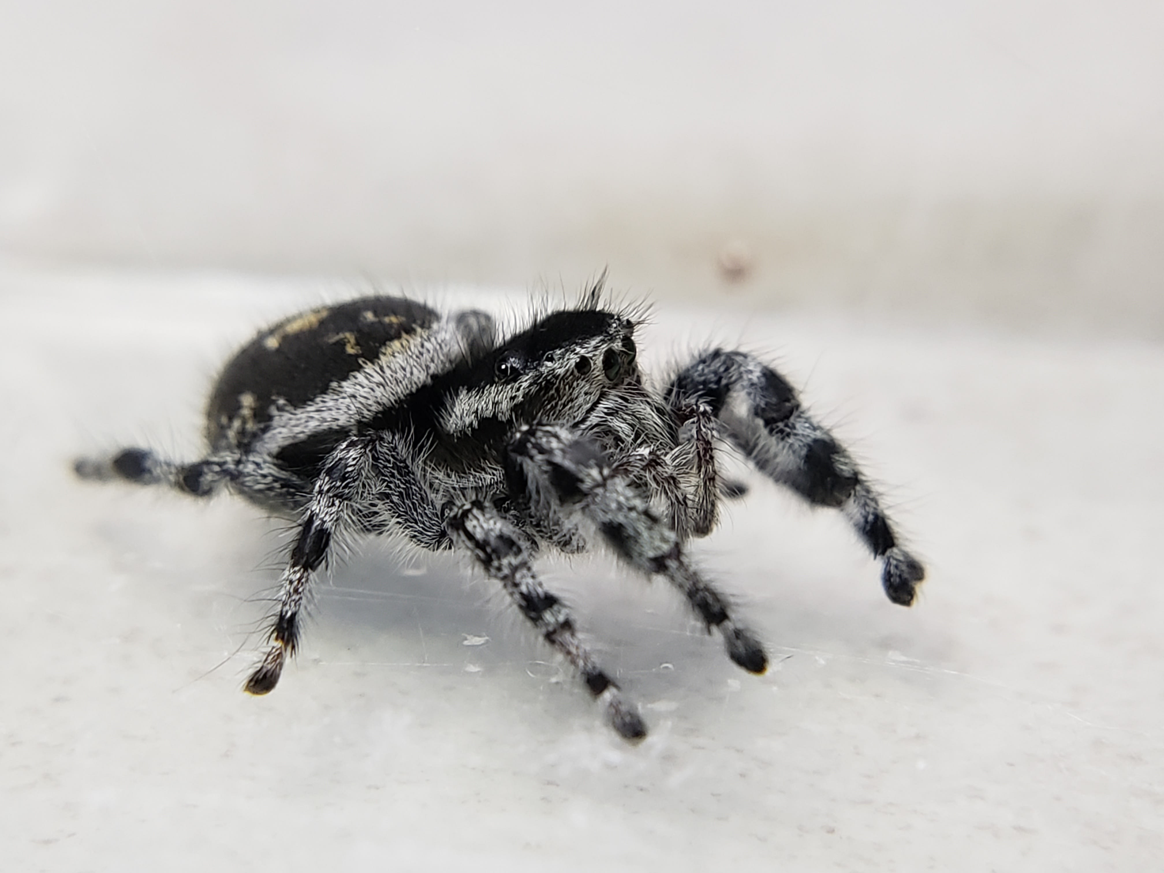 ゆり　内容の確認をお願いします。　1/f Spider Tyrell's Tufted Jumping Spider (Phidippus tyrrellii) - Available