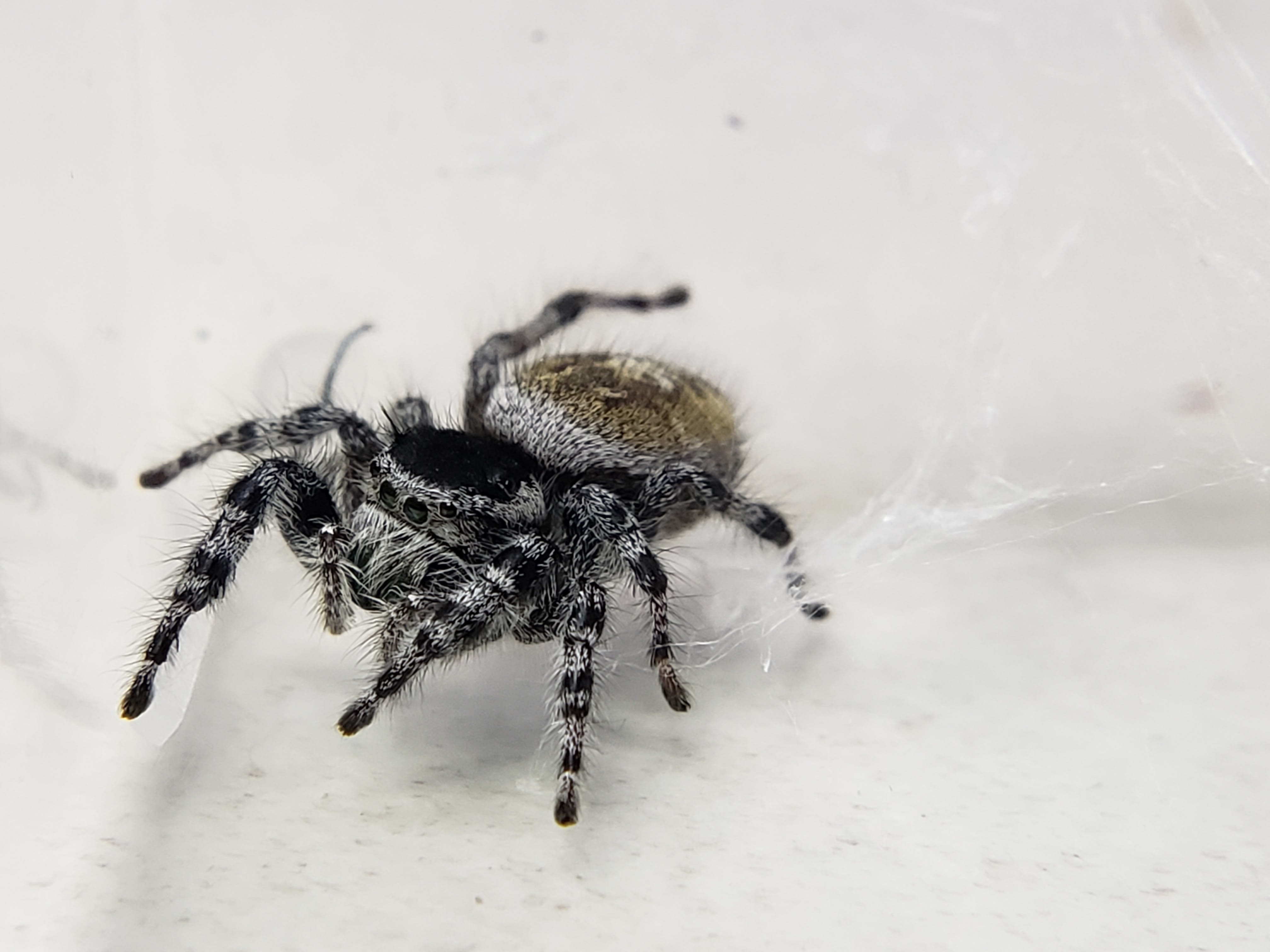 Tyrell's Tufted Jumping Spider (Phidippus tyrrellii) - Available