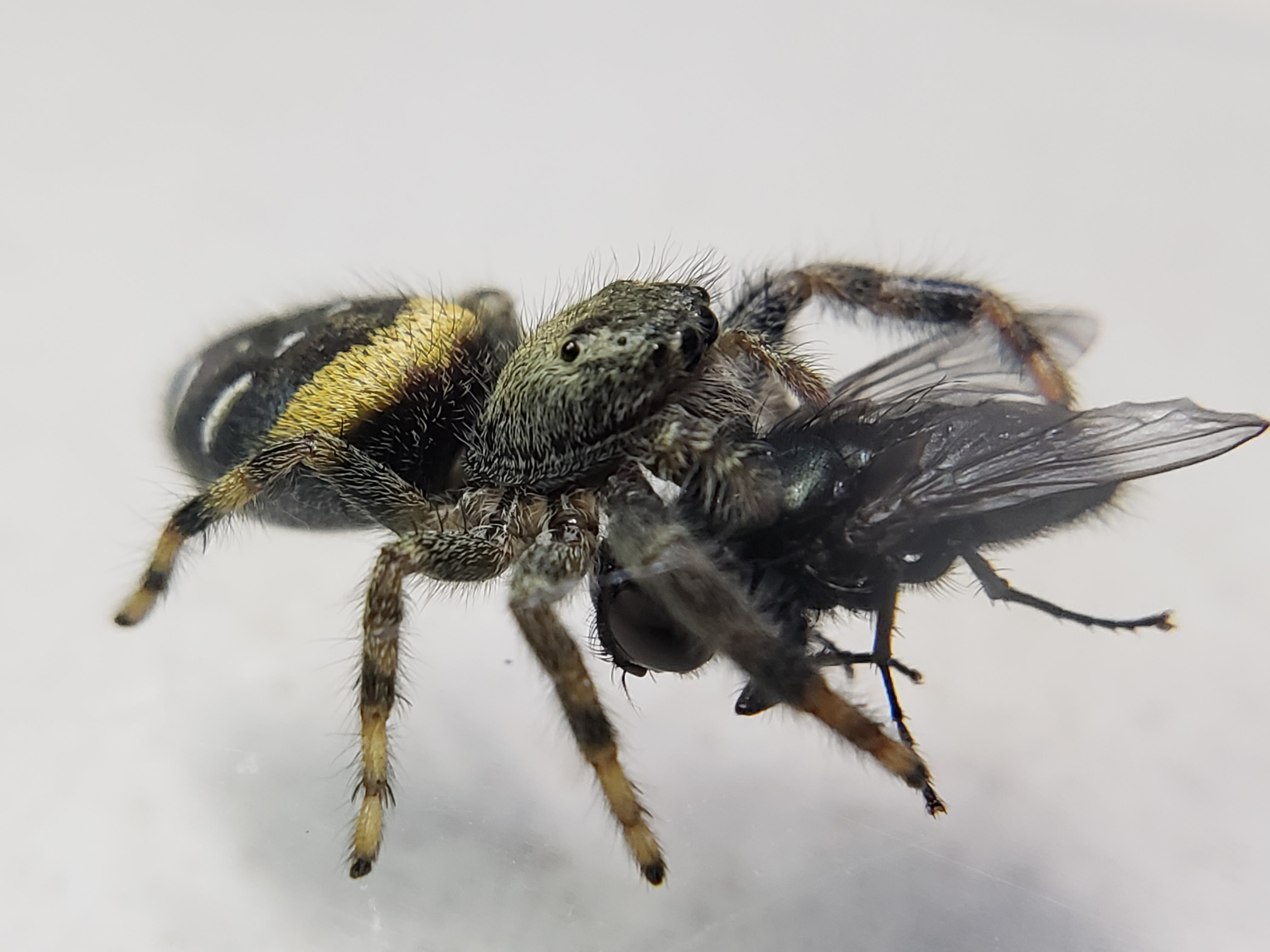 Paradise jumping spider sighted for the first time in Indiana