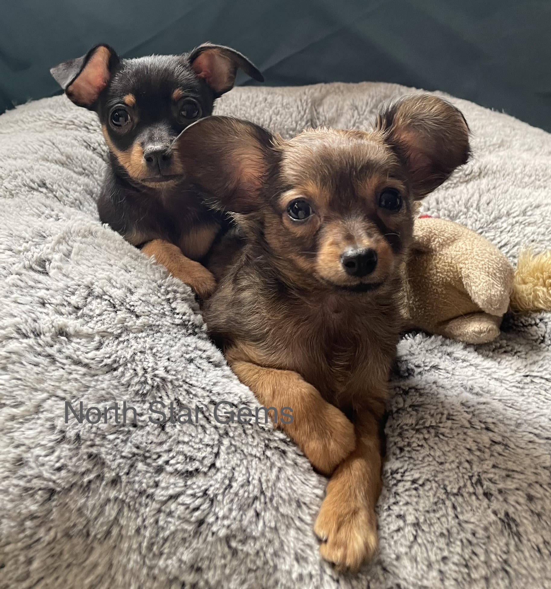 Prague Ratters Puppies - Available Puppies - North Star Gems 