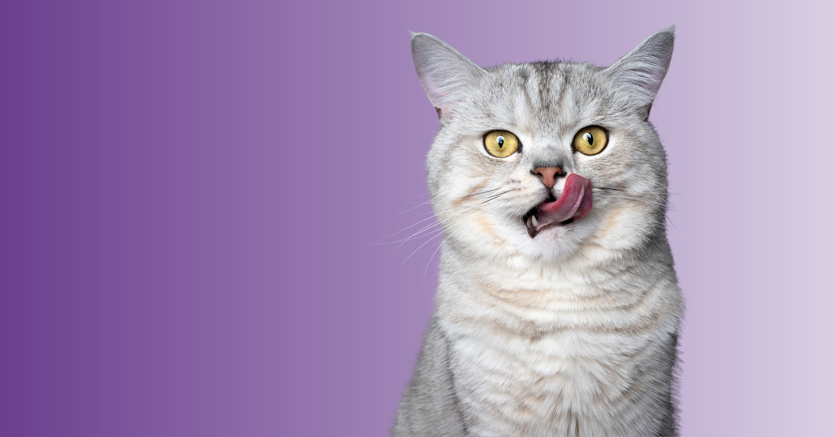 Cussycat Cat Food Store Middlesex