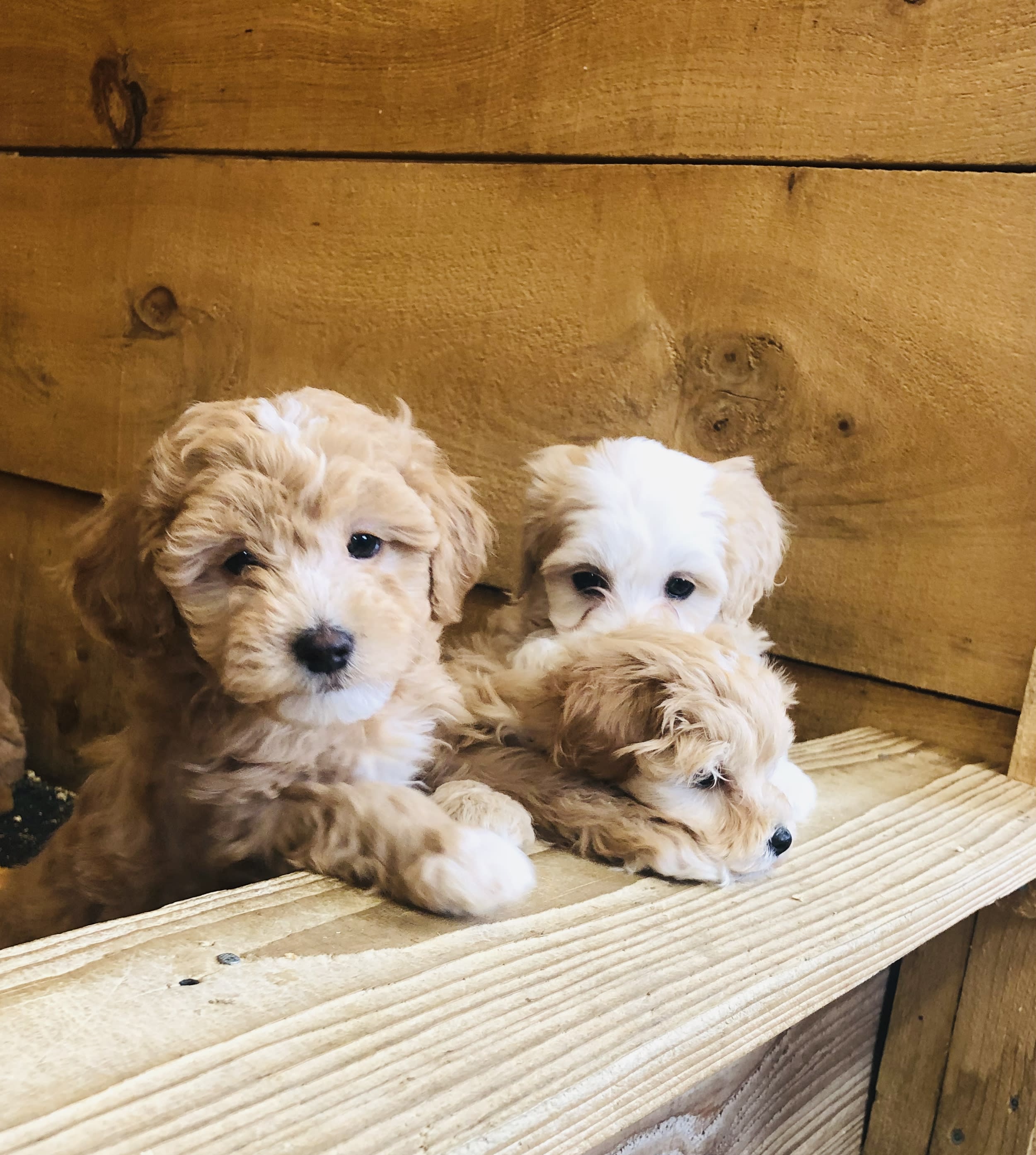 White Pine Farm Hamilton Dog Breeder