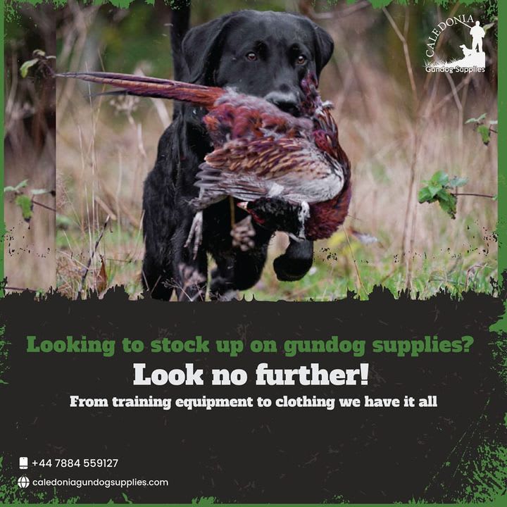 Gun dog outlet store