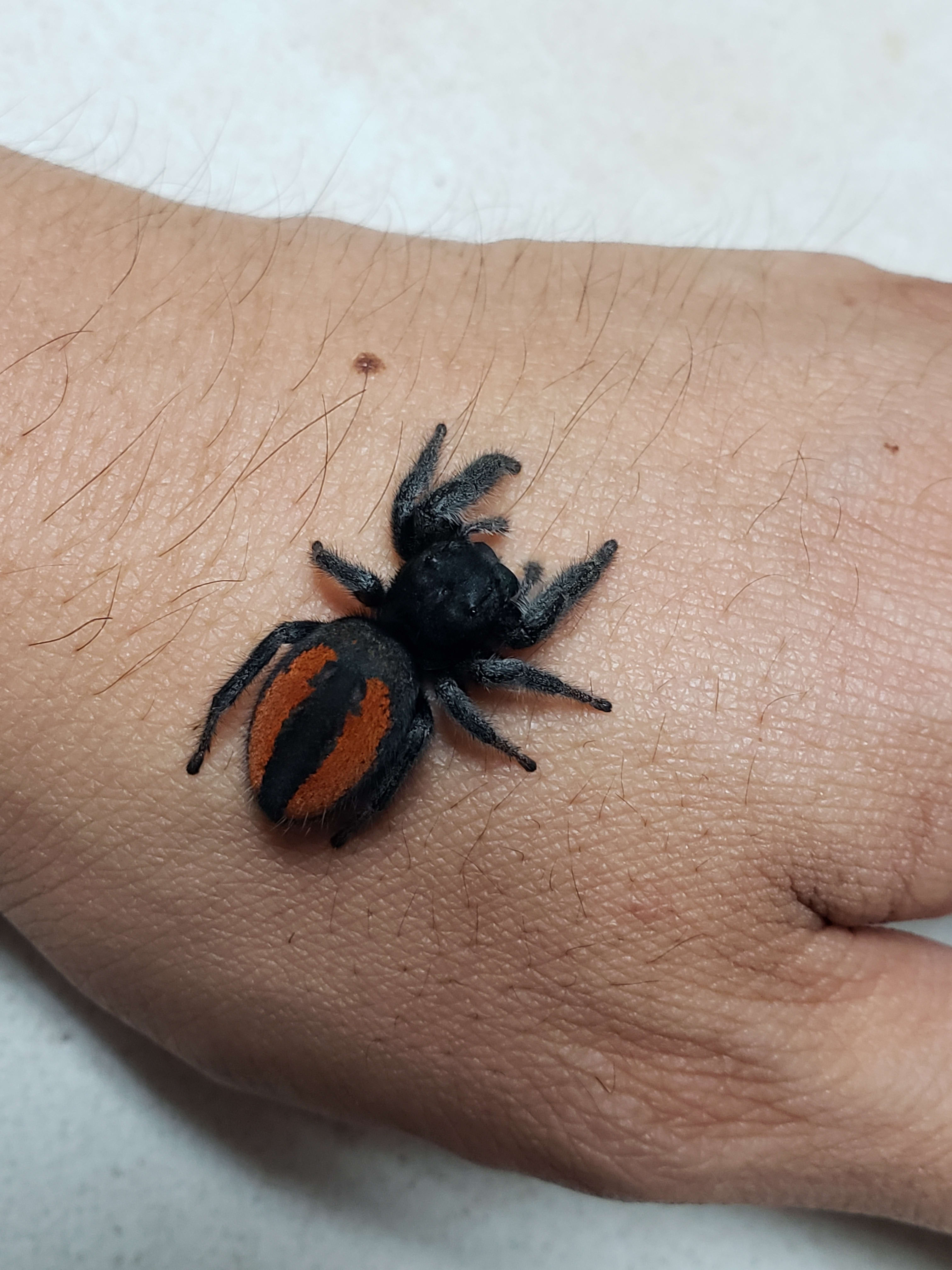 Red Back Jumping Spiders (carneus) For Sale – Big Apple Pet Supply