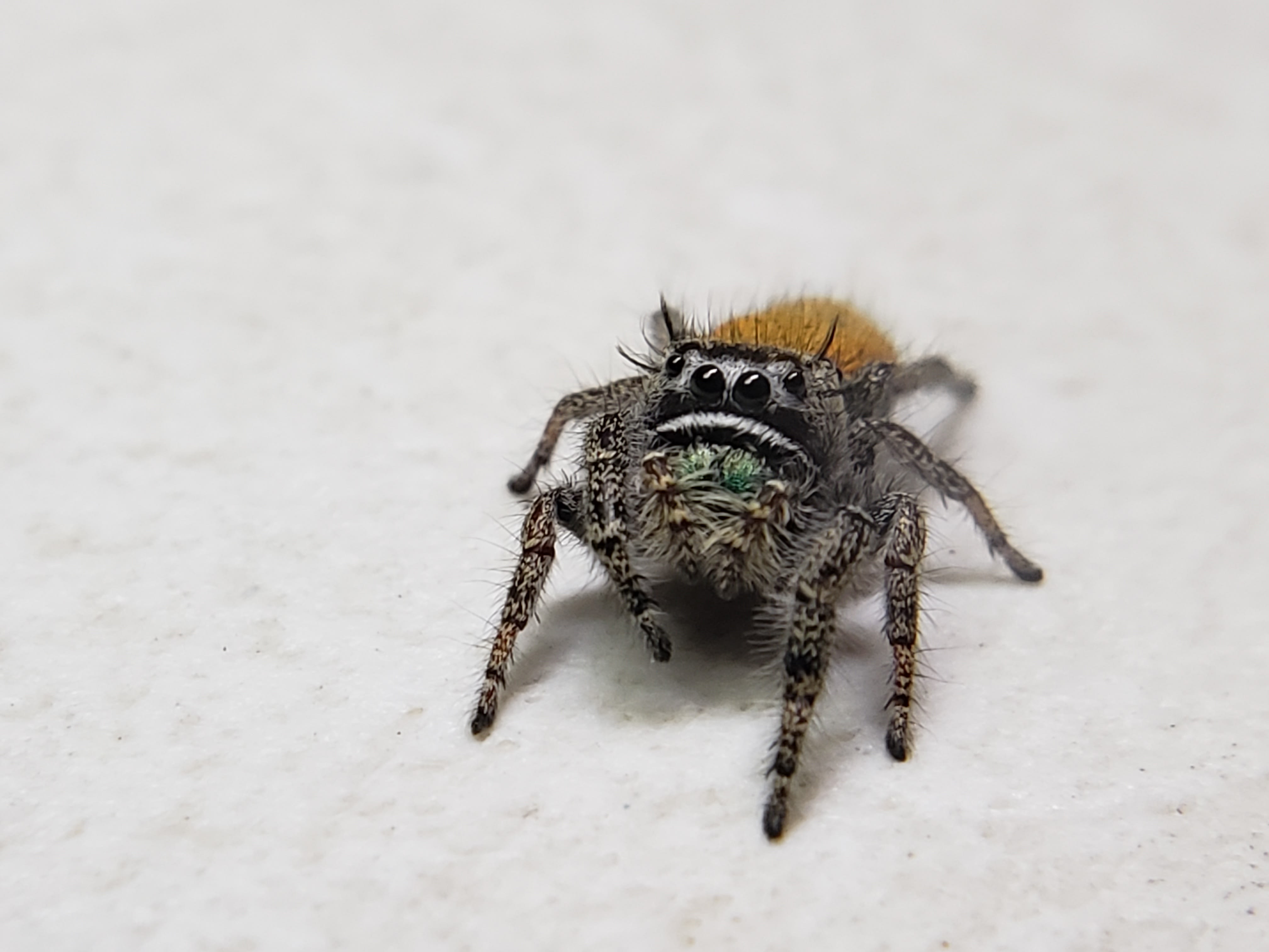 Jumping Spider (Phidippus sp.) about 5 cm long and 1.5 com wide-1 specimen  – Macroscopic Solutions