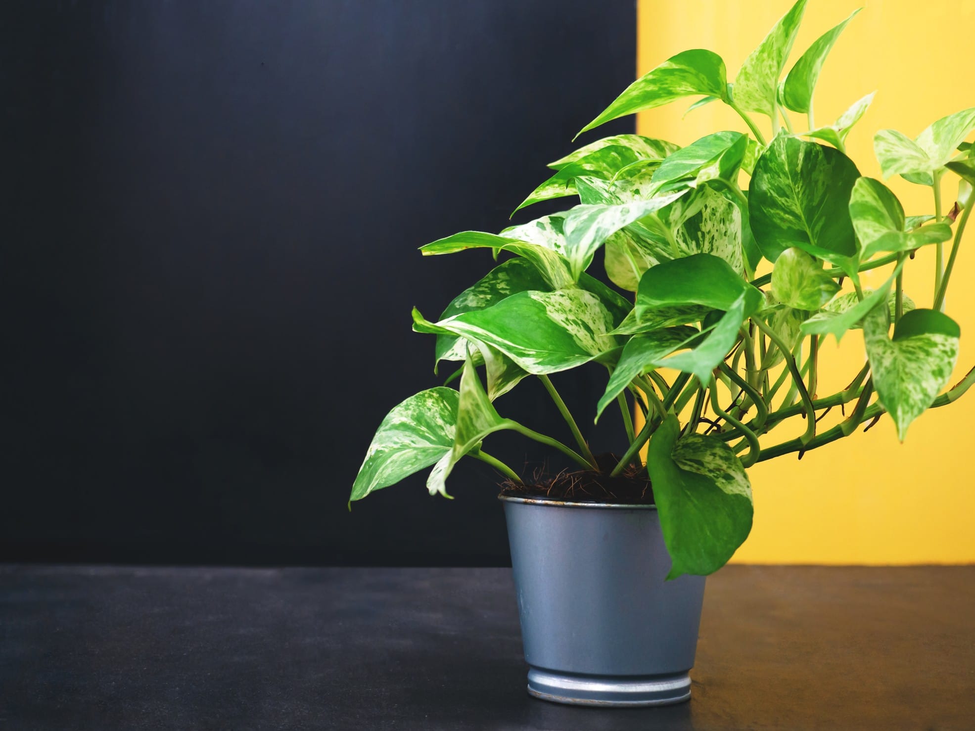 Potus o Poto - Plantas para interior - Viveros de Colombia | Jardinero