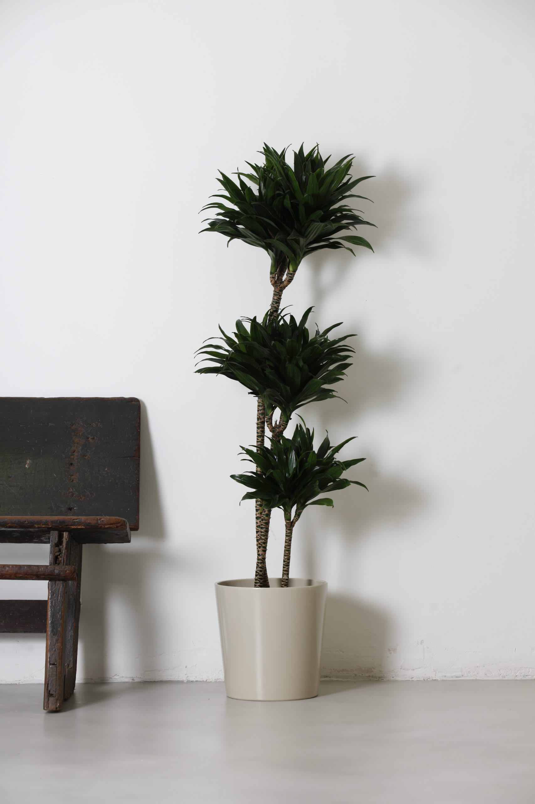 dracaena marginata tricolor Oriental Dracaena Marginata Tricolor – Pulpy Garden