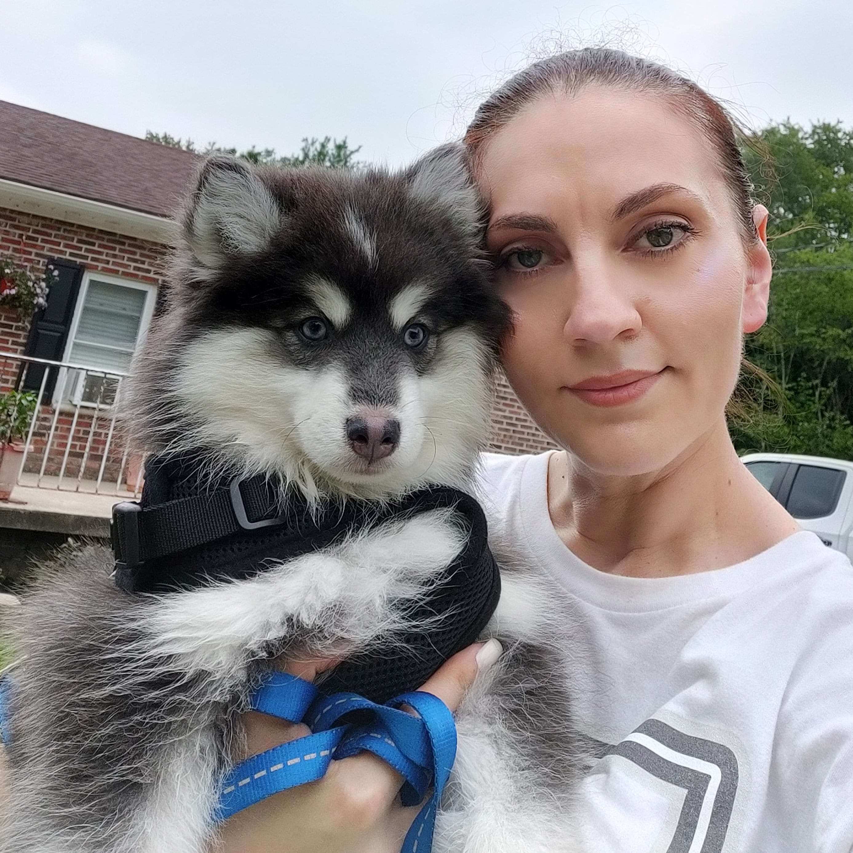 My Crazy Pomskys Pomsky Breeder in Hurleyville