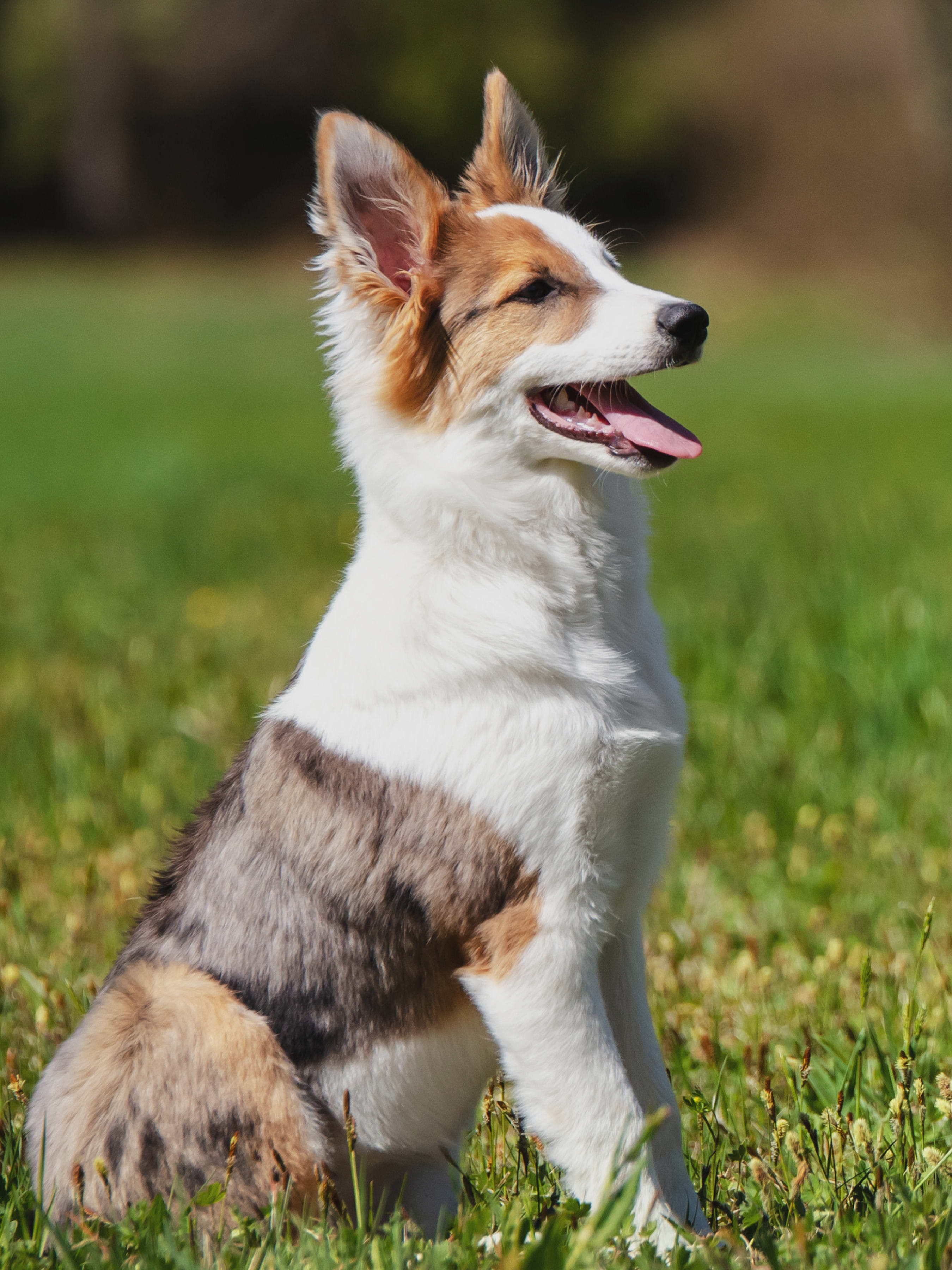 Advanced obedience shops training near me