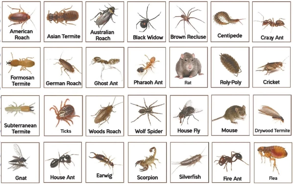 Urban Pest Control | Pest Control | Alpharetta, GA
