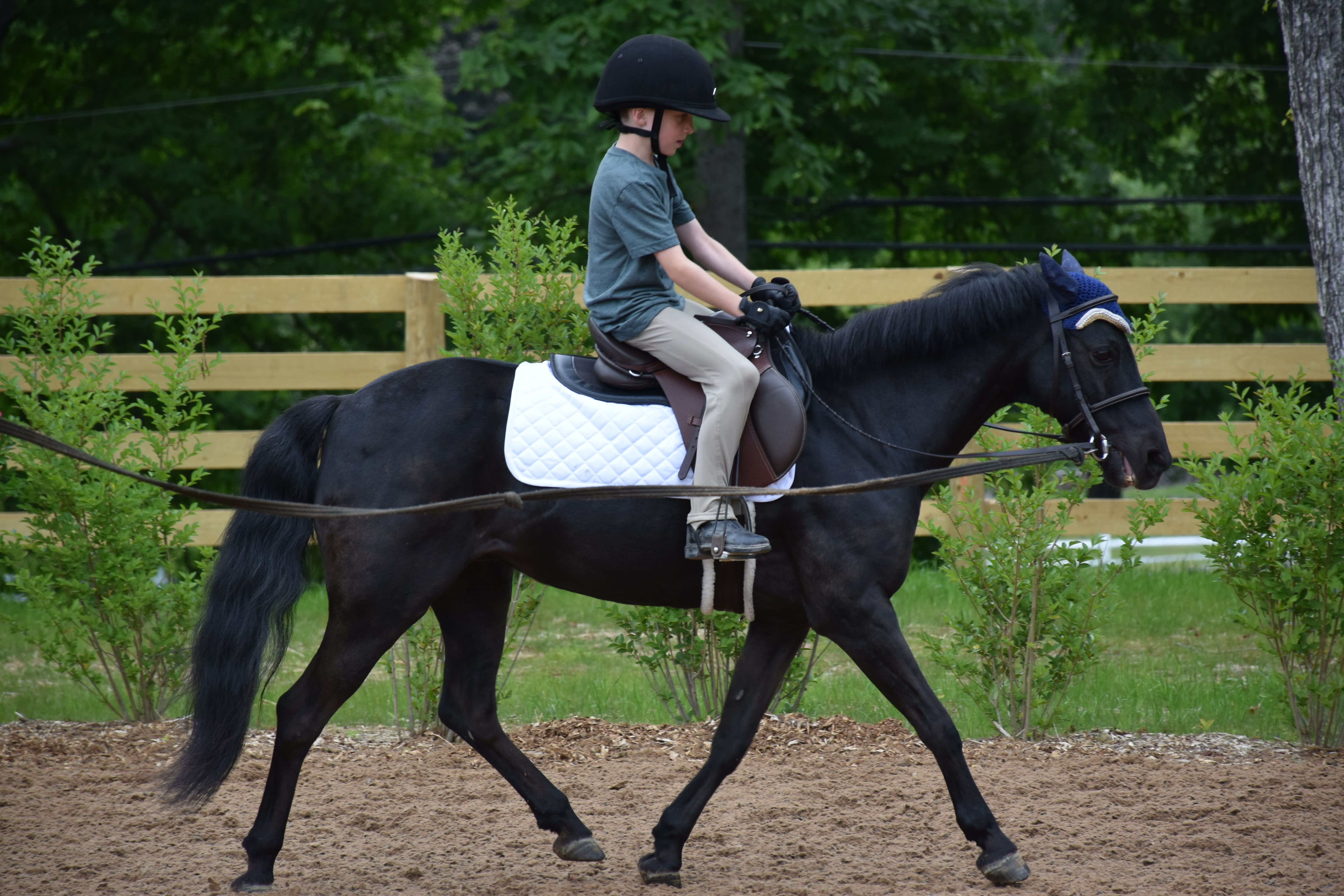 Horse Back Riding Lessons Major Motion Farm Marchant Farm, LLC