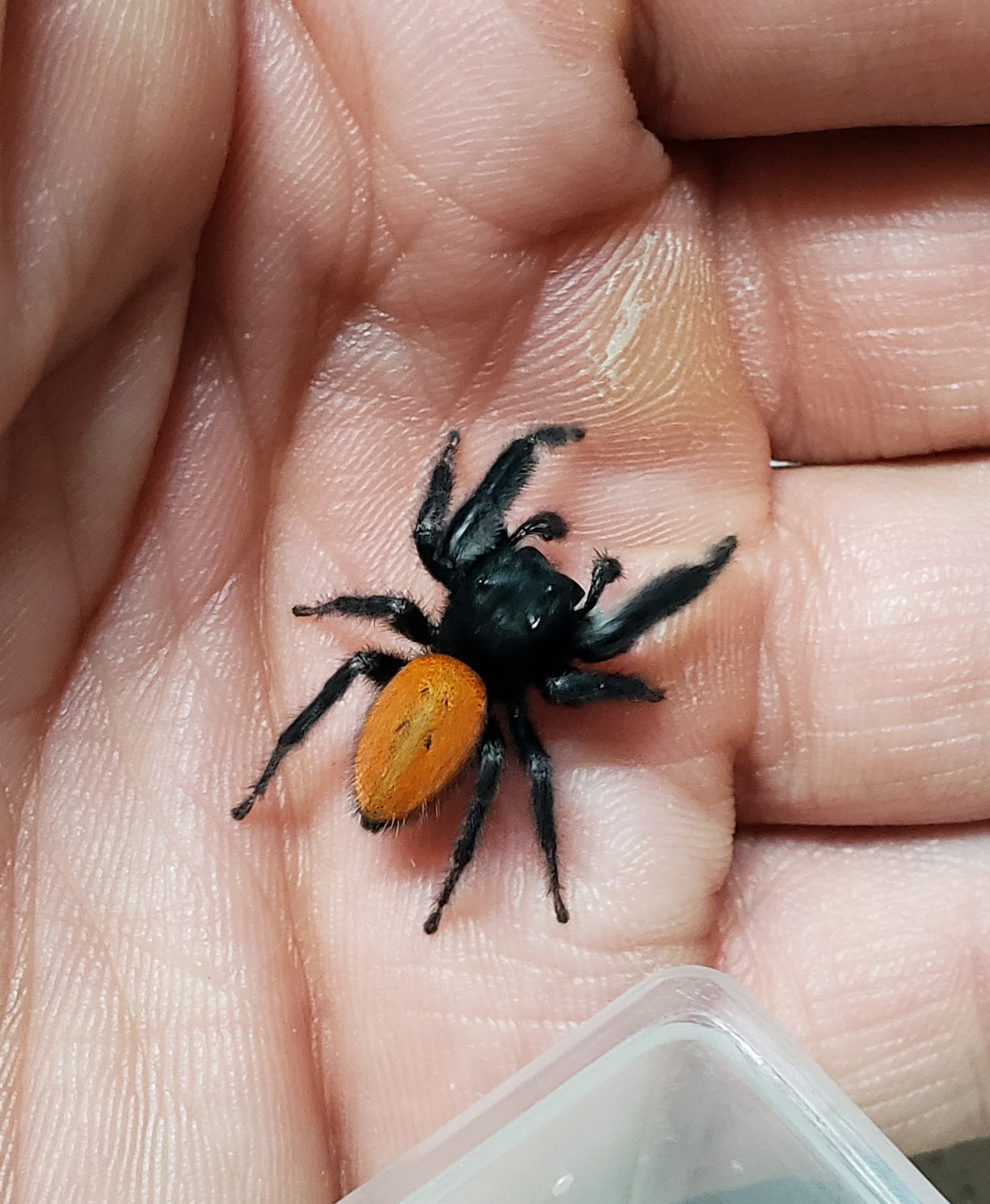 Red Back Jumping Spiders (carneus) For Sale – Big Apple Pet Supply