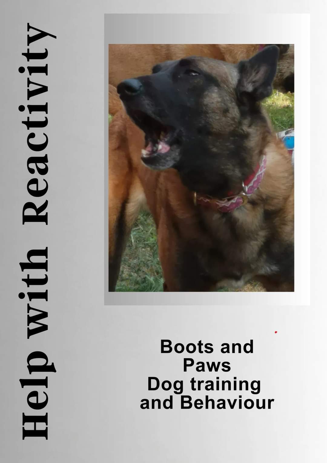 Paws best sale dog training