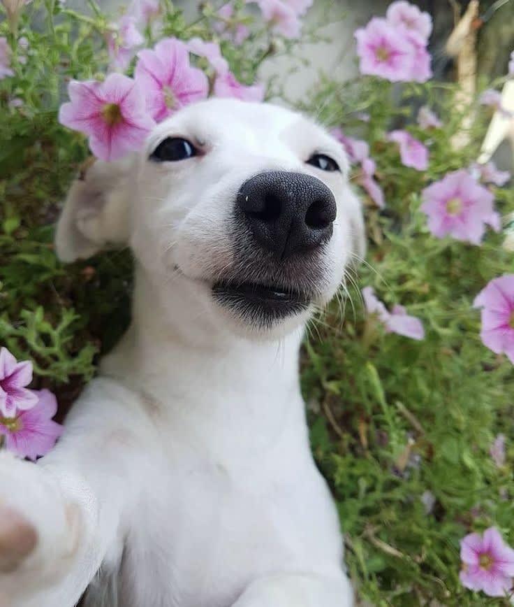 Puppy Love Pet Grooming Pet Grooming Services Mesa